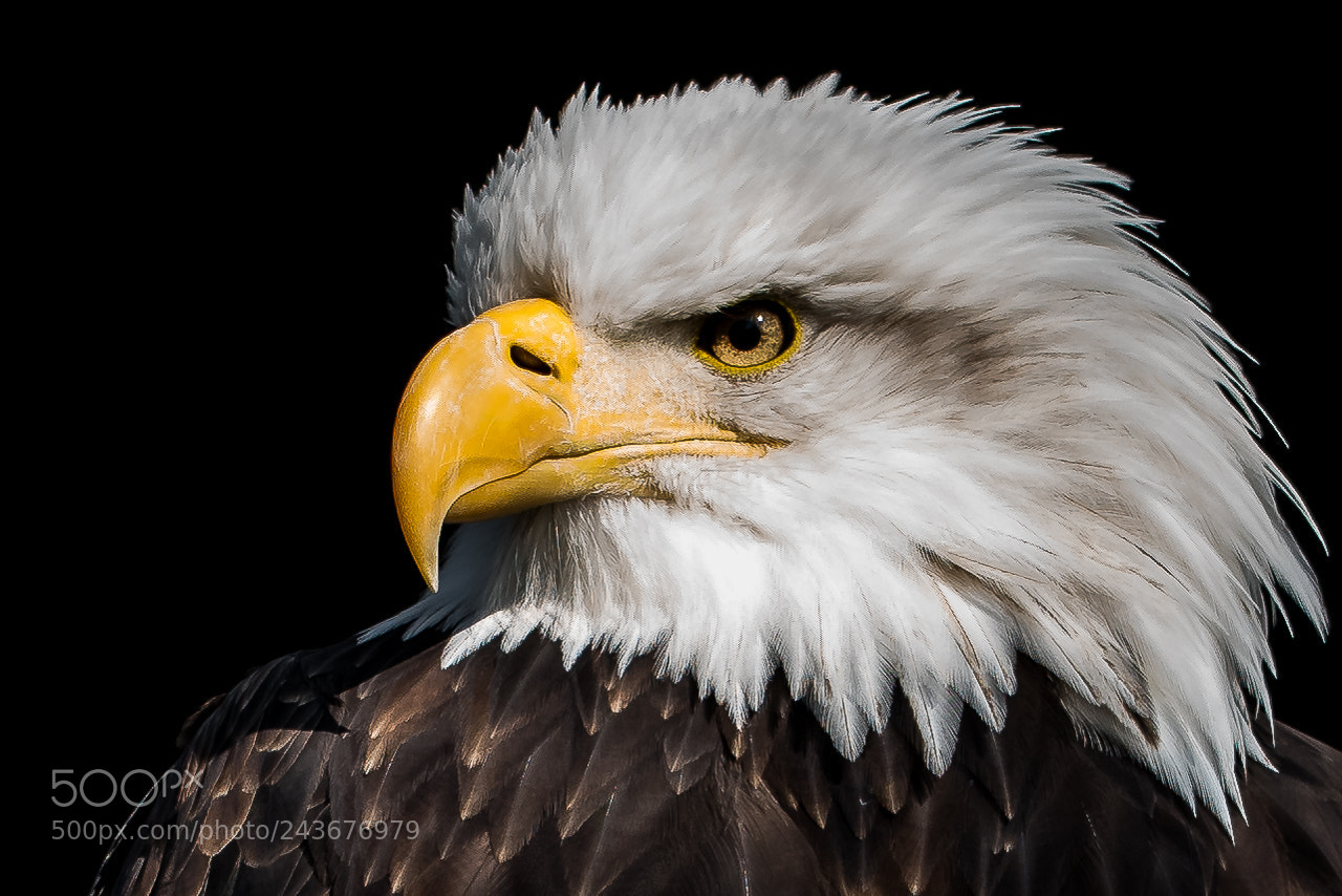 Sony a7R II sample photo. Bold eagle photography