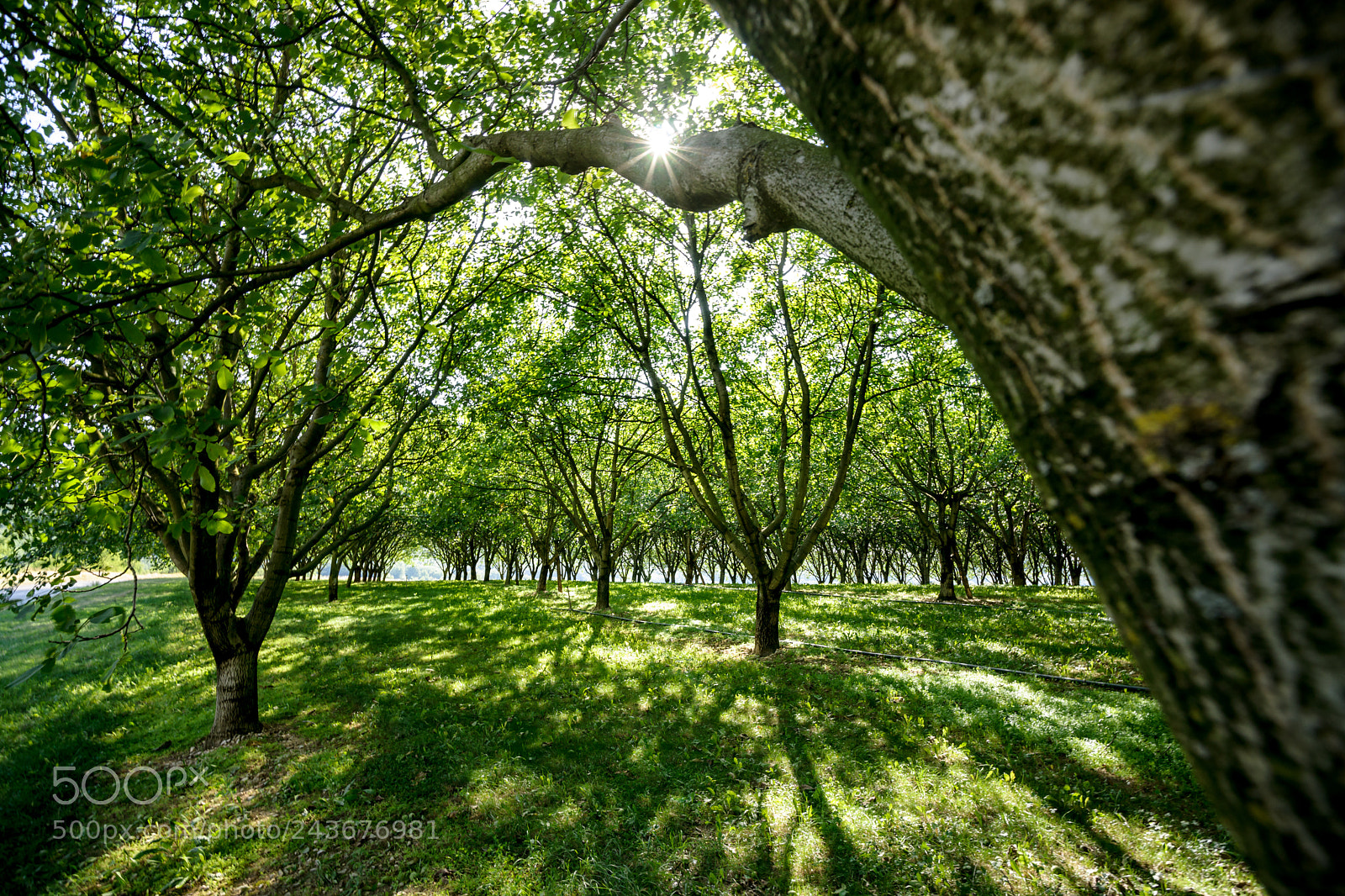 Sony Alpha DSLR-A900 sample photo. Great beautiful sunlight between photography