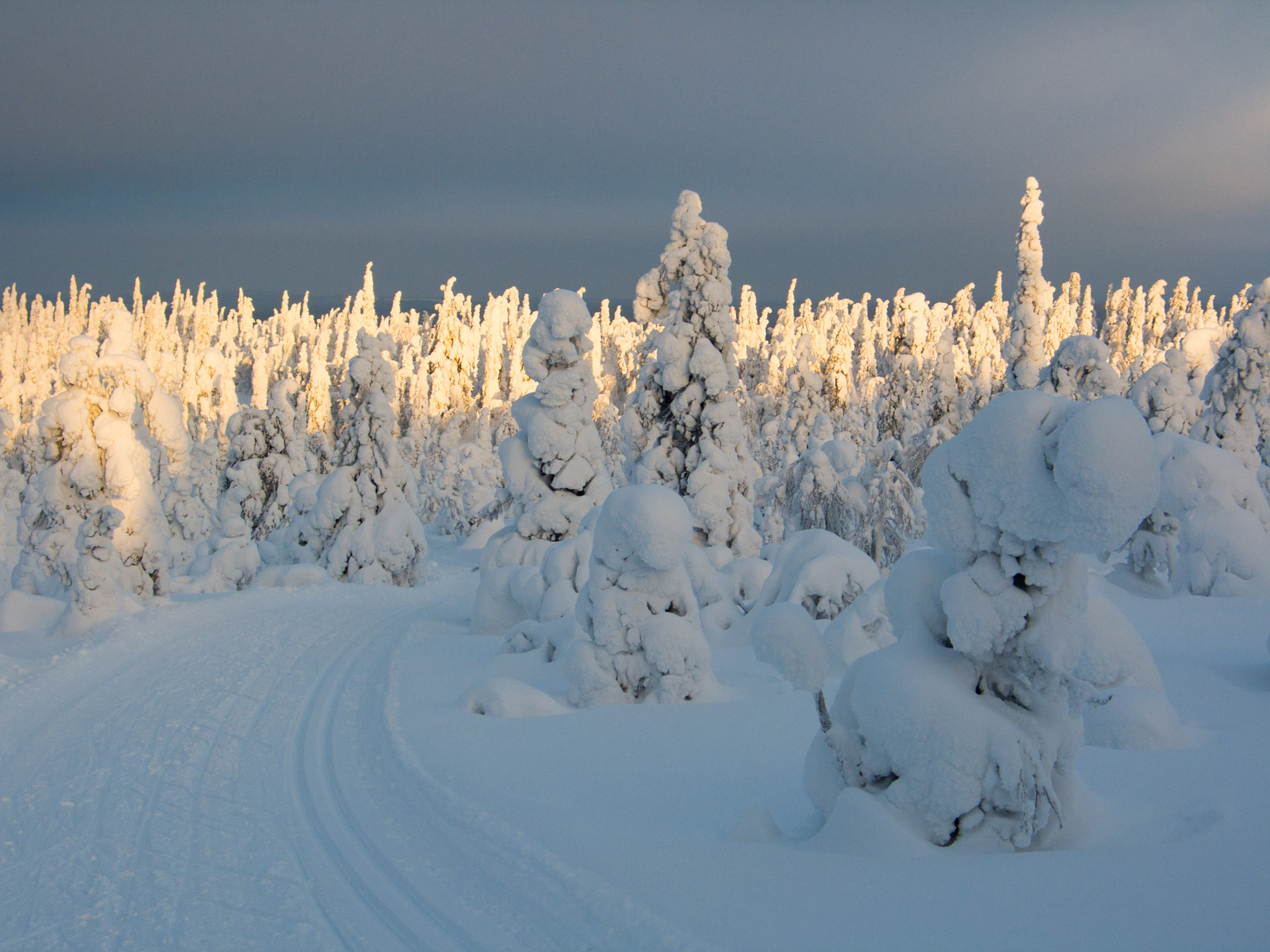 Canon POWERSHOT G6 sample photo. Through the snowy forest photography