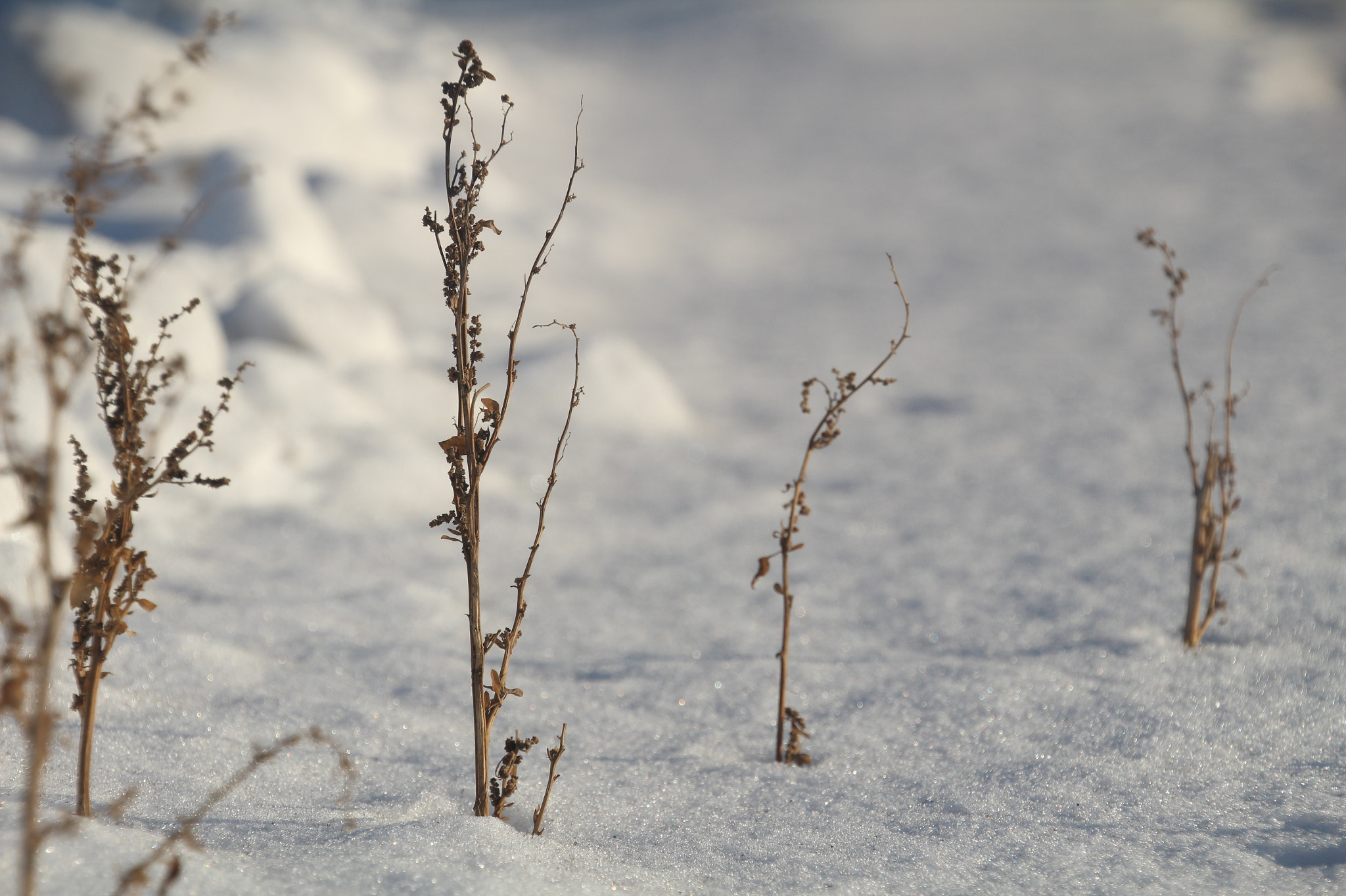 Canon EOS 1200D (EOS Rebel T5 / EOS Kiss X70 / EOS Hi) + Tamron 18-270mm F3.5-6.3 Di II VC PZD sample photo. Twigs in the snow. 樹枝在雪地裡。 ramitas en la nieve photography