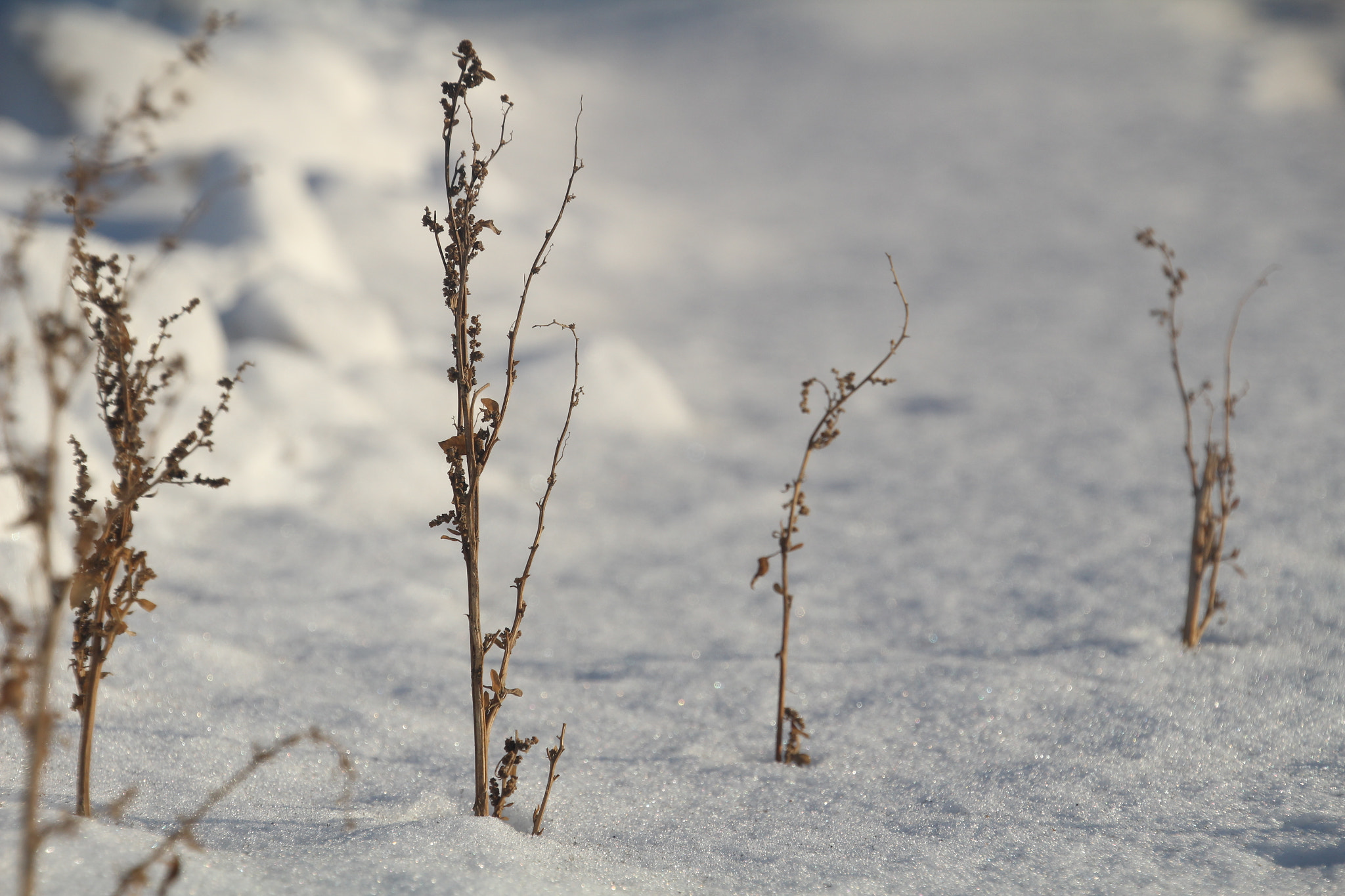 Canon EOS 1200D (EOS Rebel T5 / EOS Kiss X70 / EOS Hi) sample photo. Twigs in the snow. 樹枝在雪地裡。 ramitas en la nieve photography