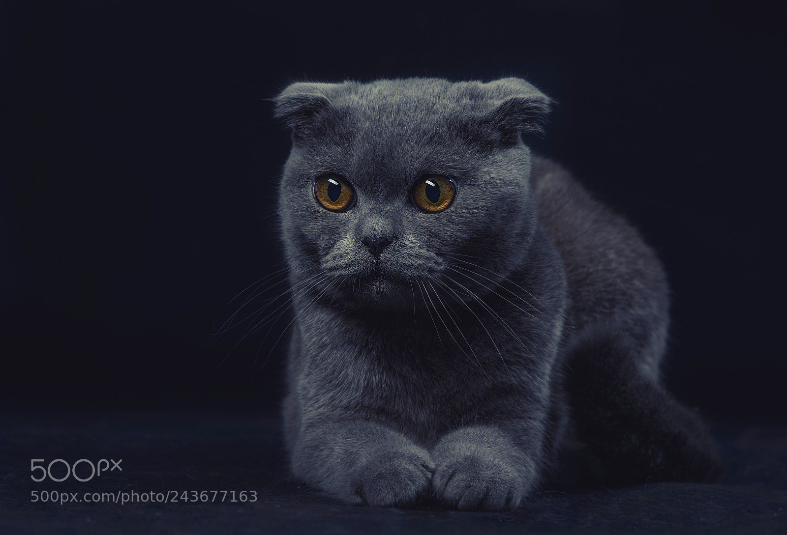 Nikon D800 sample photo. Scottish fold grey cat photography