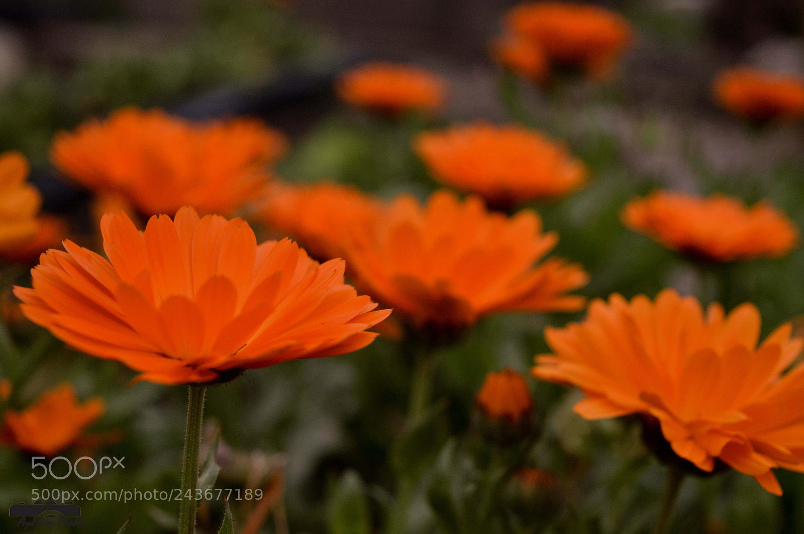 Nikon D3200 sample photo. Flowers photography