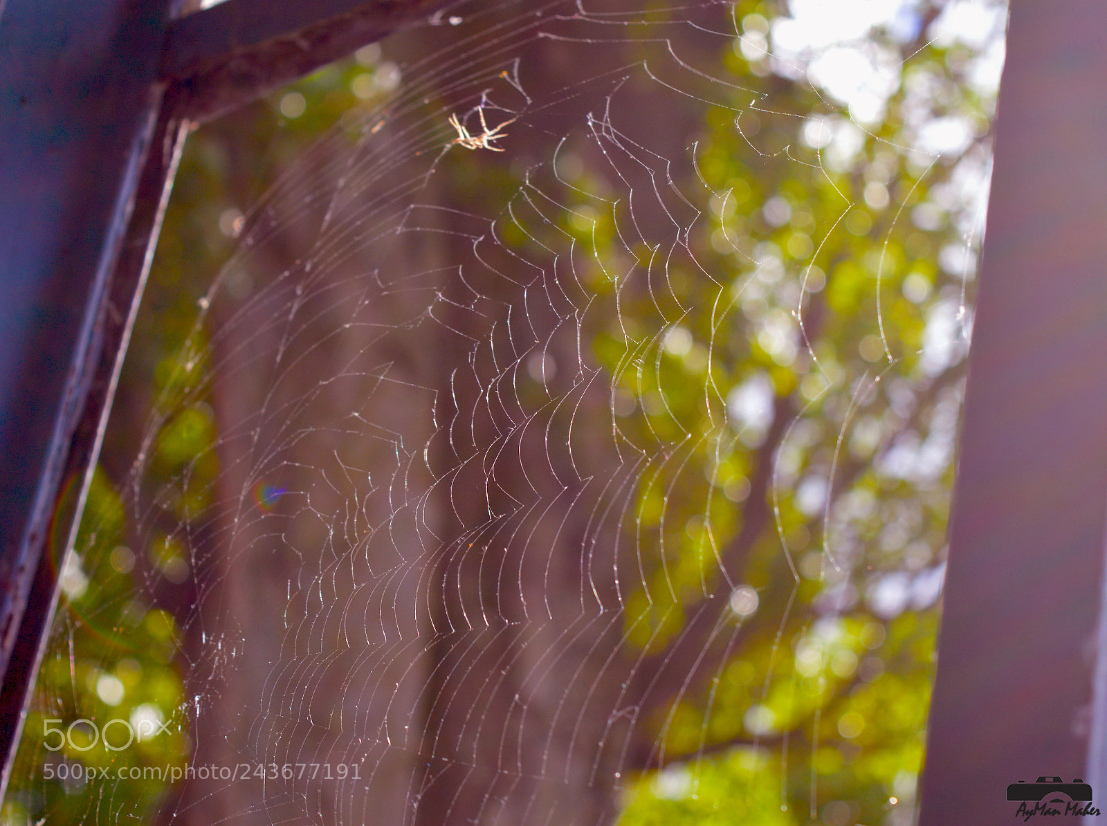 Nikon D3200 sample photo. Spider net photography