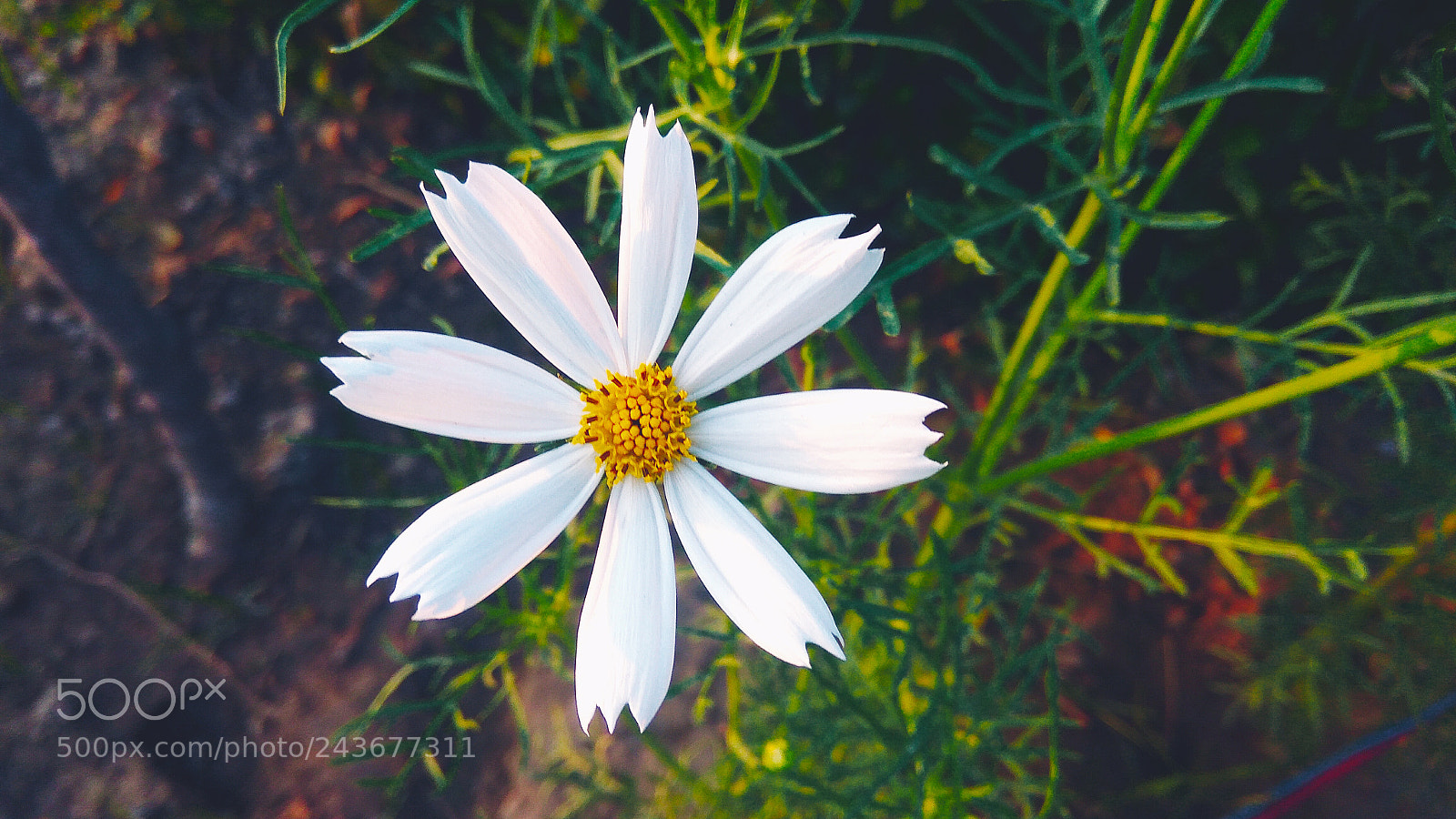 Xiaomi Redmi Note3 sample photo. The flower photography