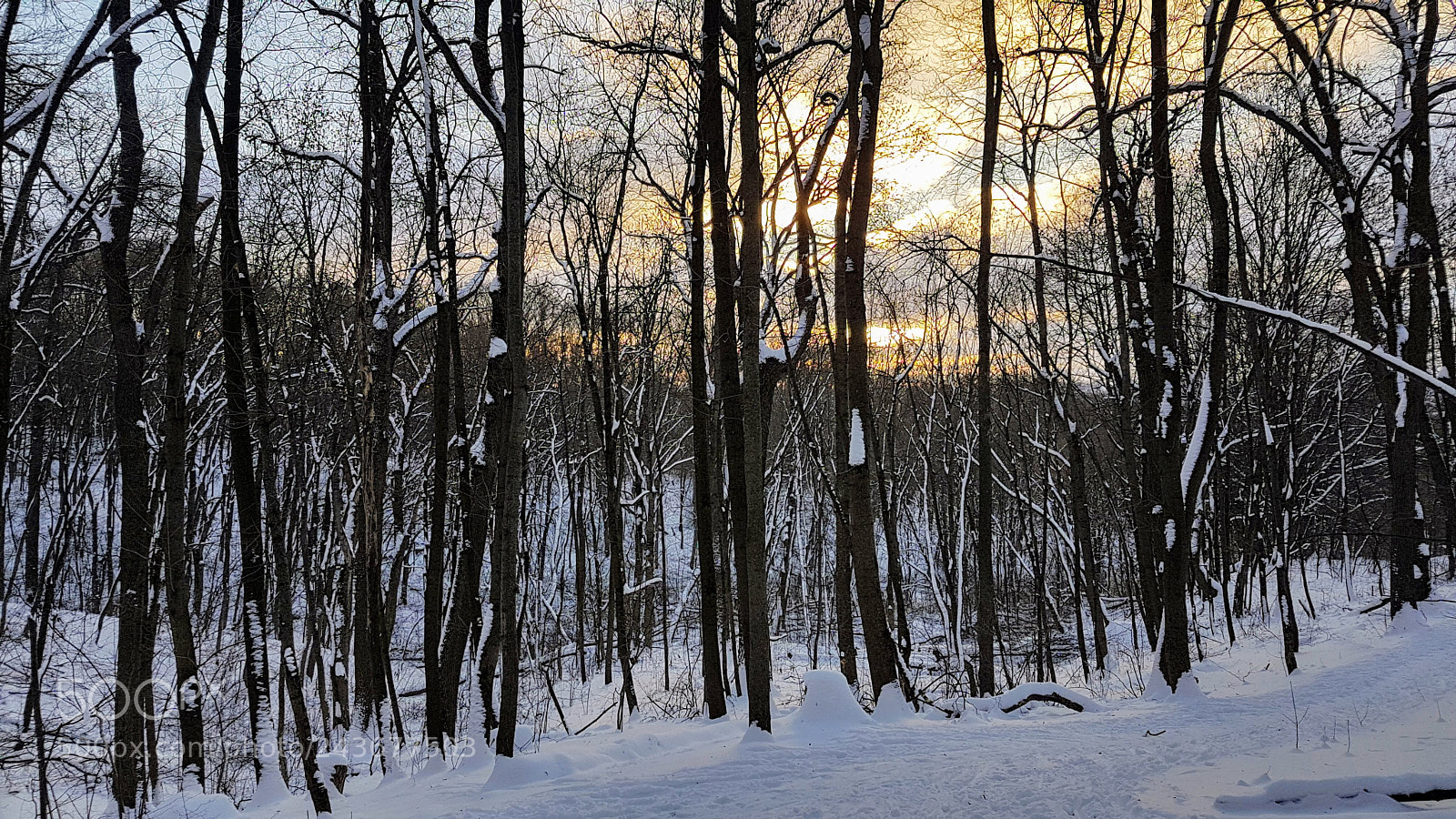Samsung Galaxy S7 sample photo. Winter forest photography