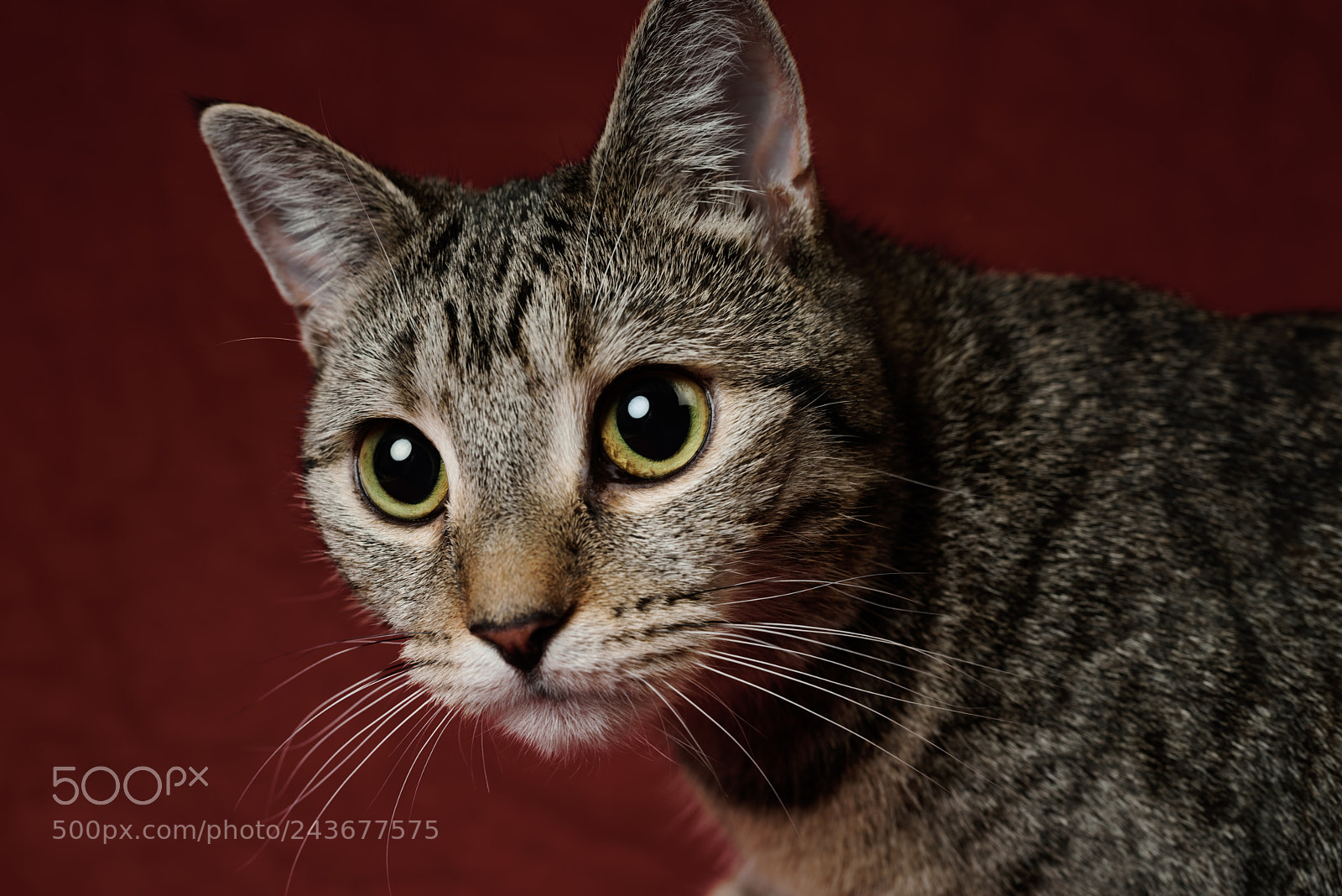 Nikon D810 sample photo. 'red candy' photography