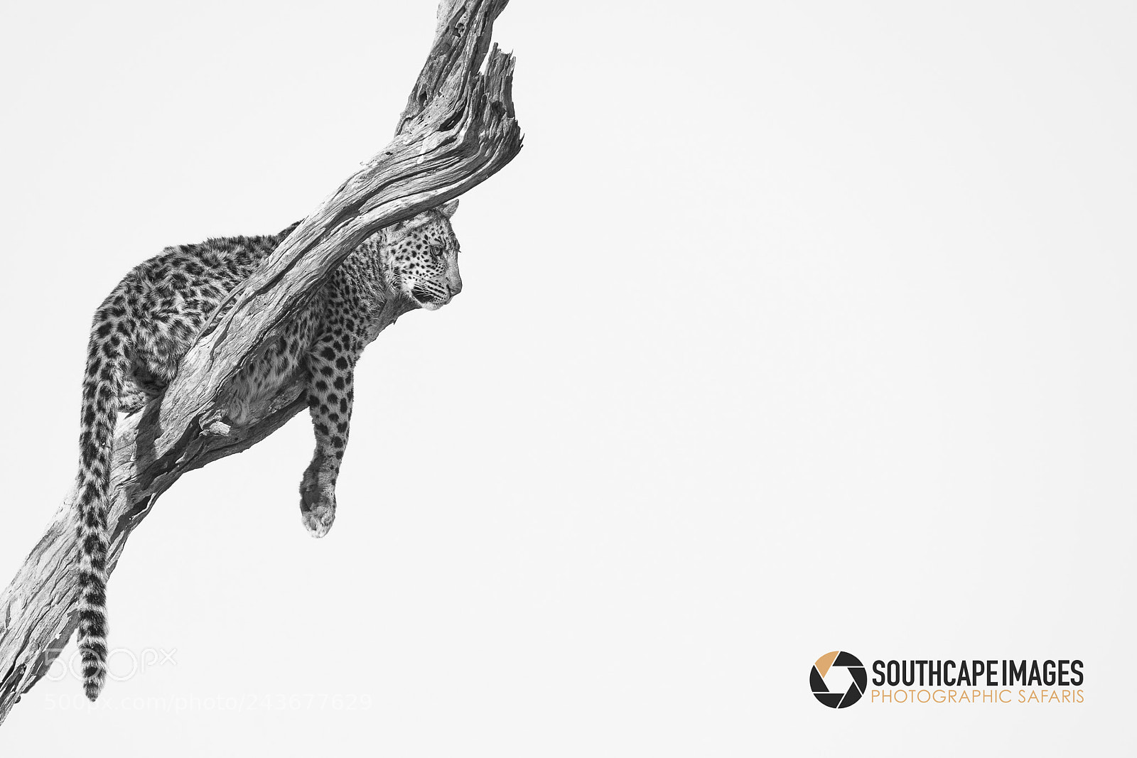Canon EOS-1D X sample photo. Okavango art photography