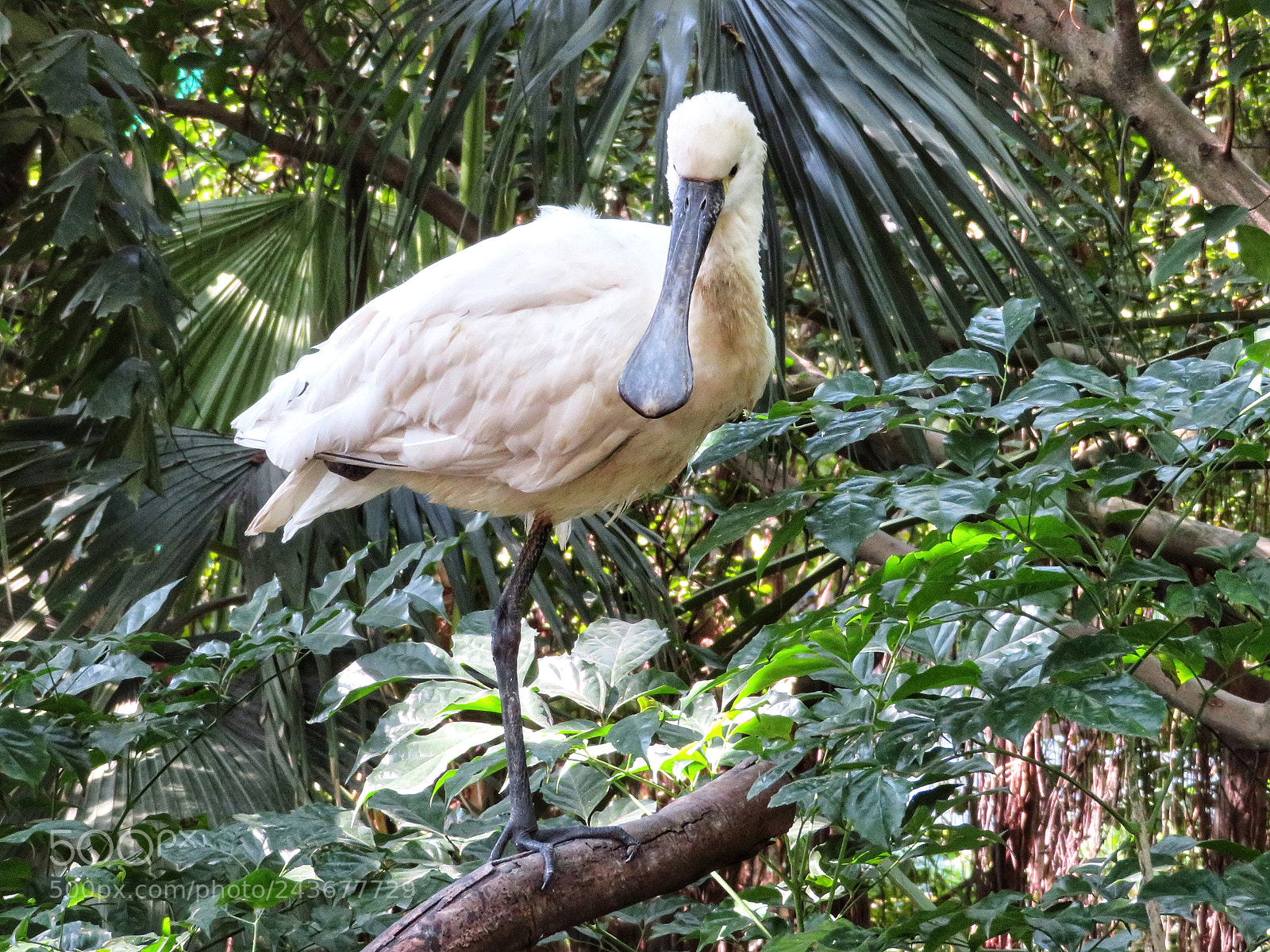 Canon PowerShot SX720 HS sample photo. Eurasian spoonbill photography
