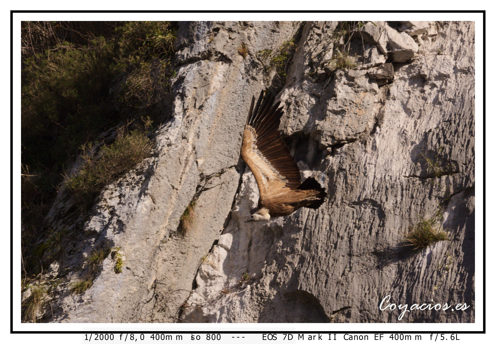 Canon EF 400mm F5.6L USM sample photo. Buitre leonado ( gyps fulvus) photography
