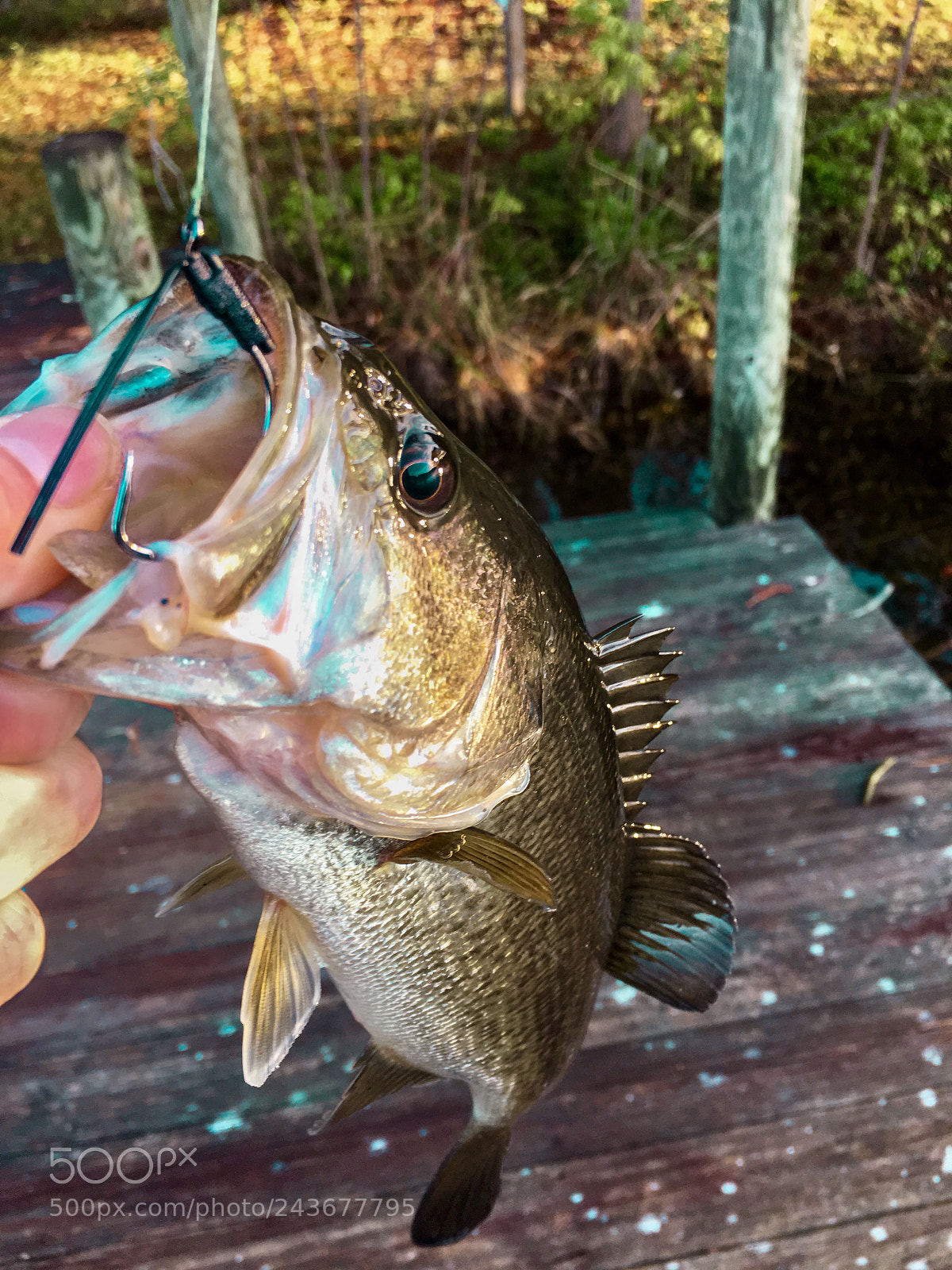 Apple iPhone 6s sample photo. Wicked wacky bass photography