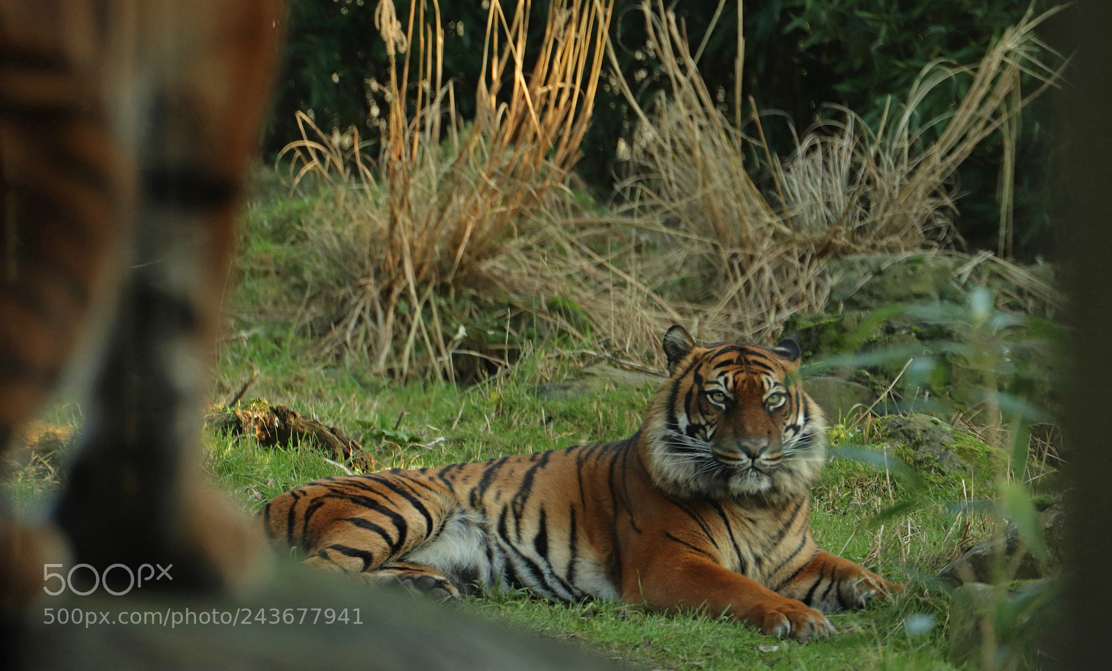 Canon EOS 800D (EOS Rebel T7i / EOS Kiss X9i) sample photo. Two tigers photography