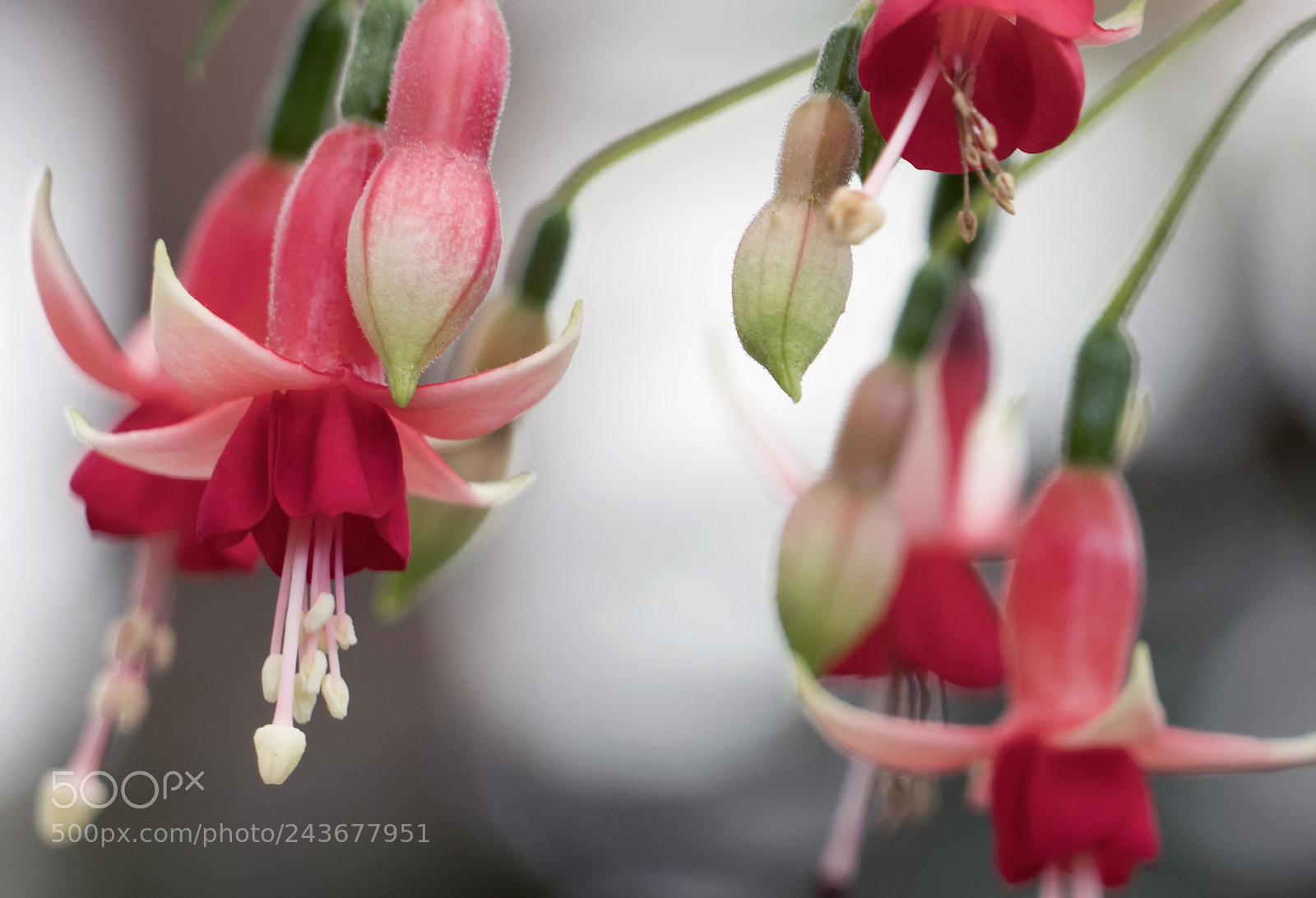 Sony a7R II sample photo. Flower bokeh photography