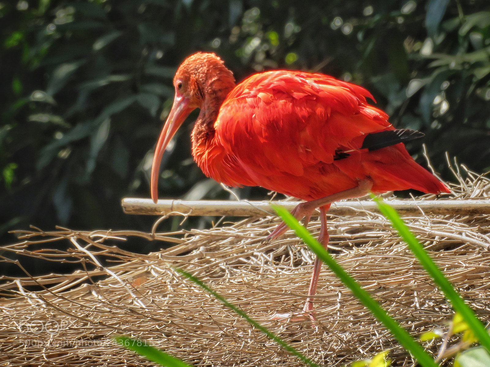 Canon PowerShot SX720 HS sample photo. Scarlet ibis photography