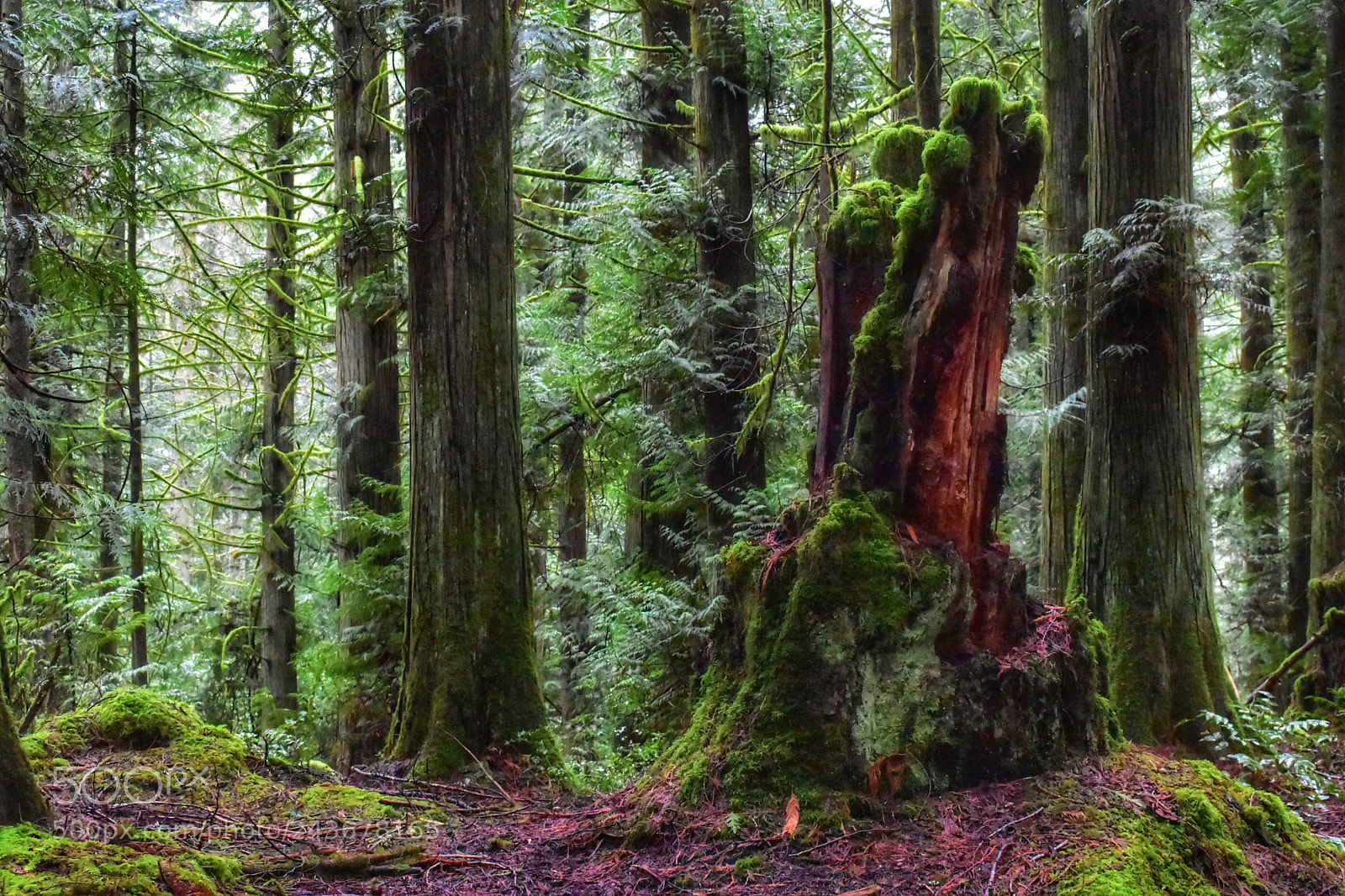 Nikon D3400 sample photo. Old broken tree photography