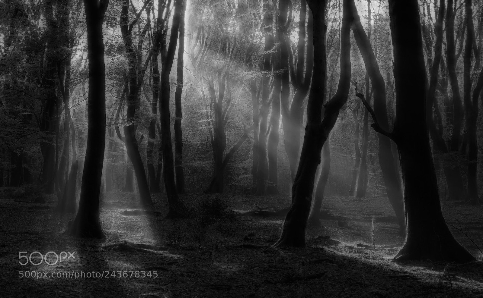 Sony a7R sample photo. Forest dream photography