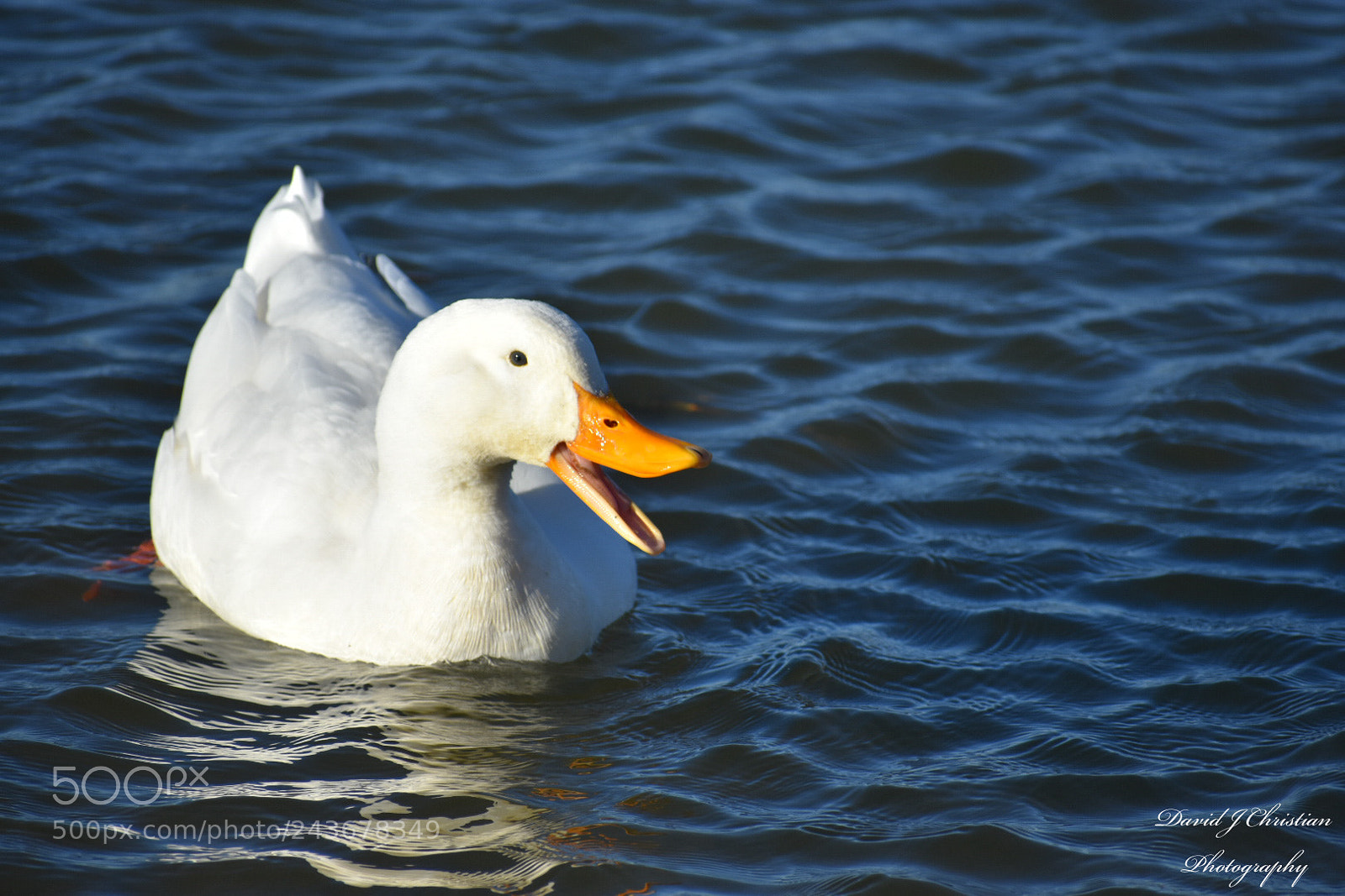 Nikon D3400 sample photo. Happy duck photography