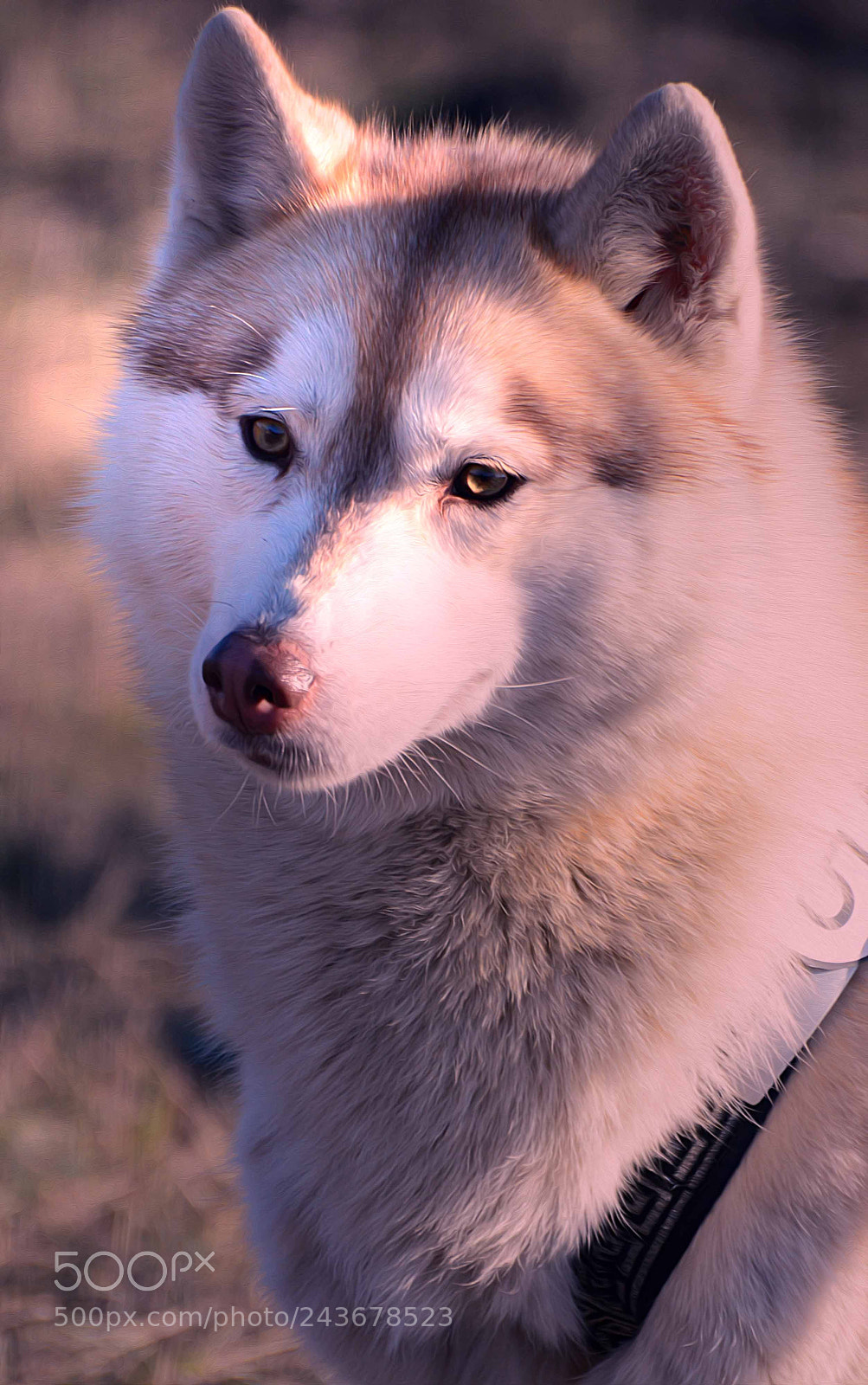 Nikon D7100 sample photo. Untitled photography