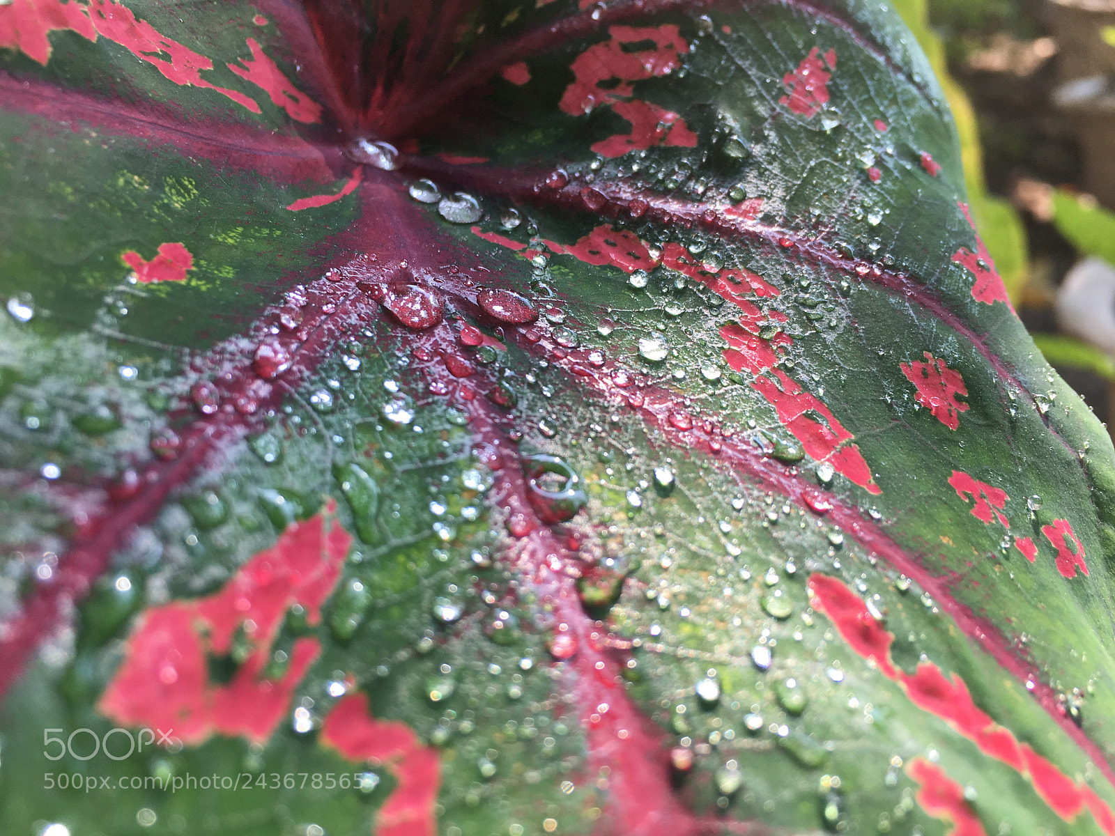 Apple iPhone 6s sample photo. Early morning freshness. photography