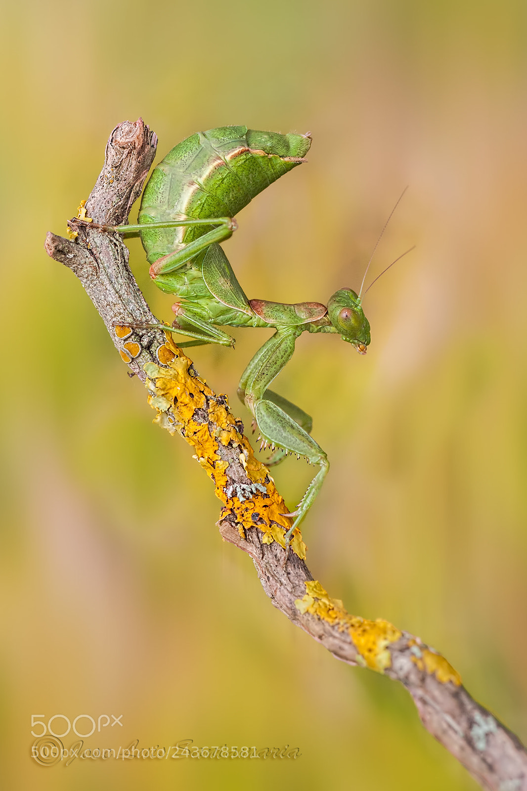 Nikon D300S sample photo. Ameles spallanziana photography