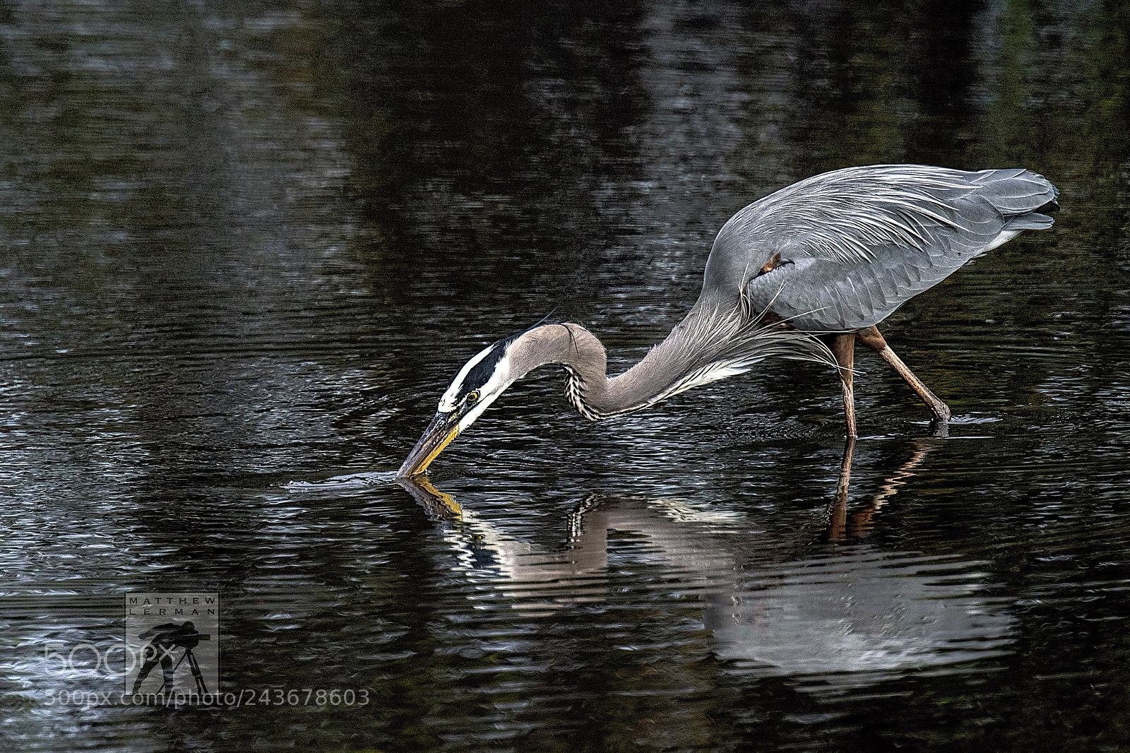 Nikon D810 sample photo. A little fish photography