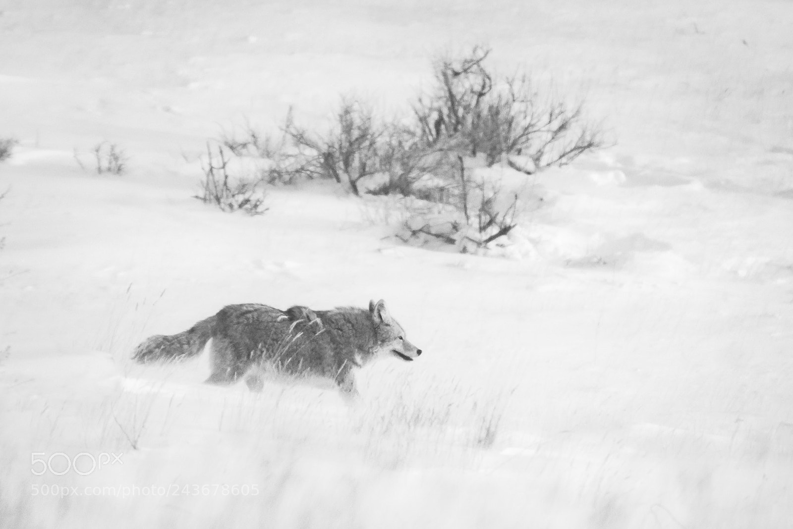 Nikon D810 sample photo. Wolf in winter storm photography