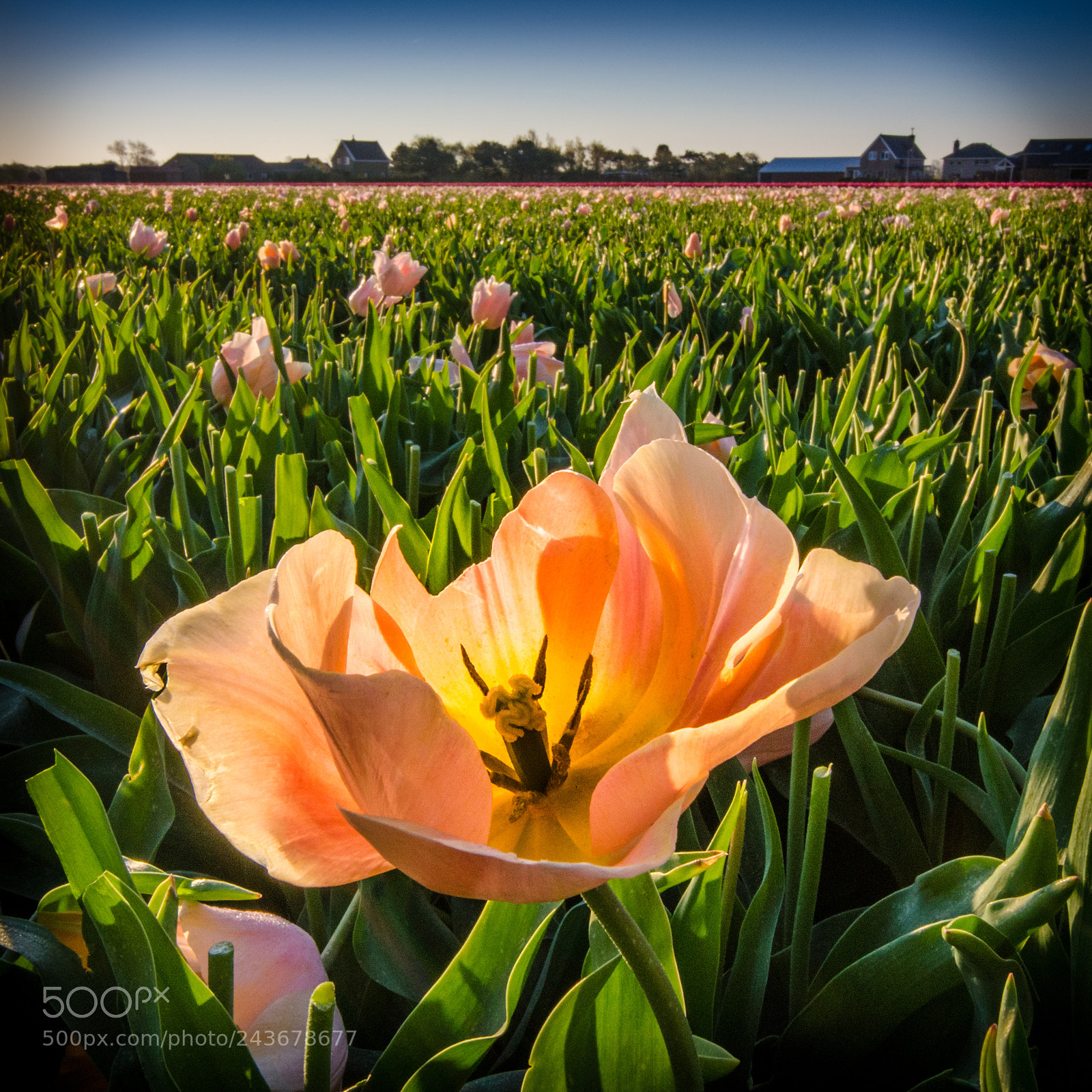 Nikon D5100 sample photo. Blossoming tulip in the photography