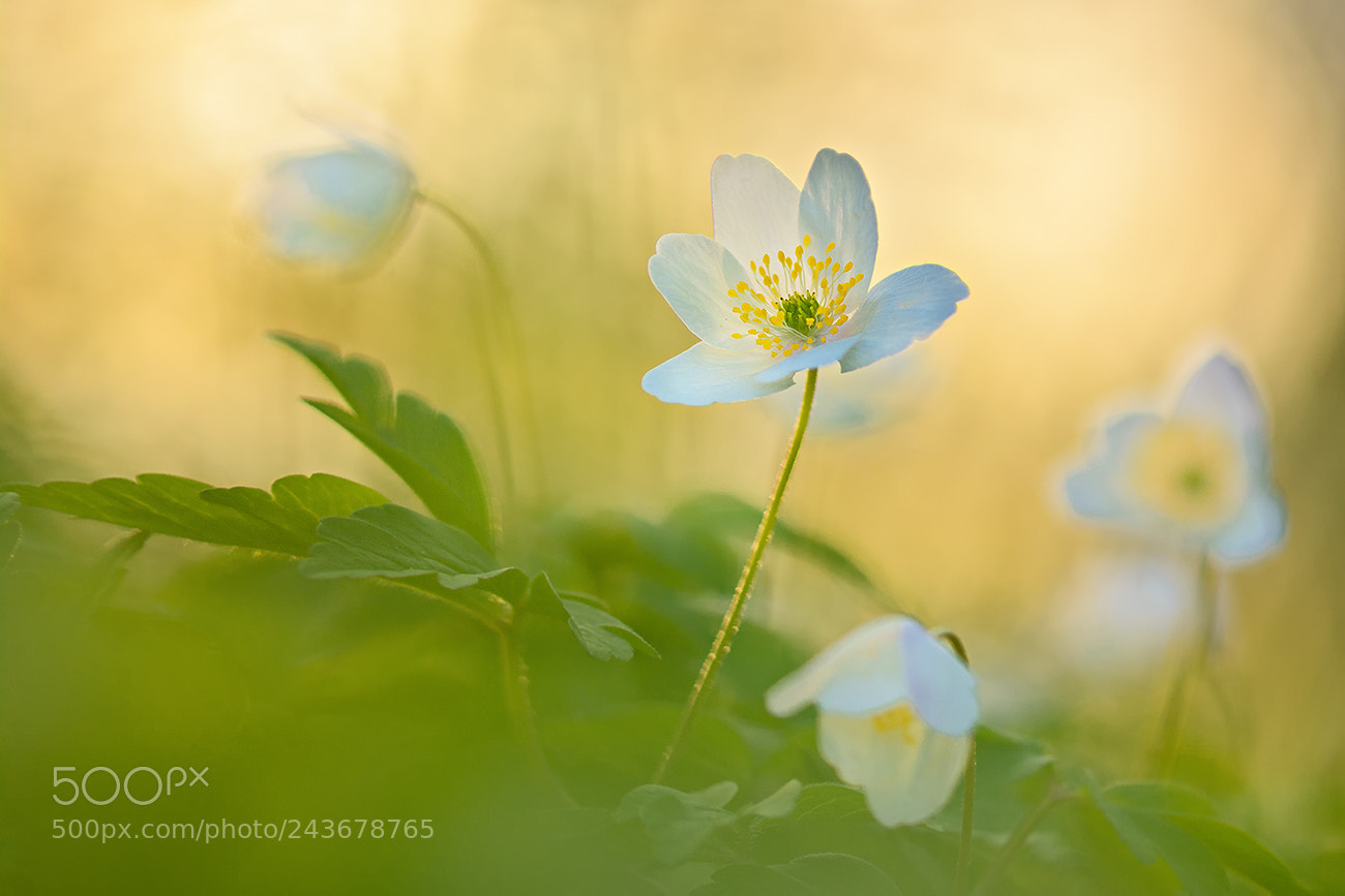 Nikon D7100 sample photo. Wood anemones photography