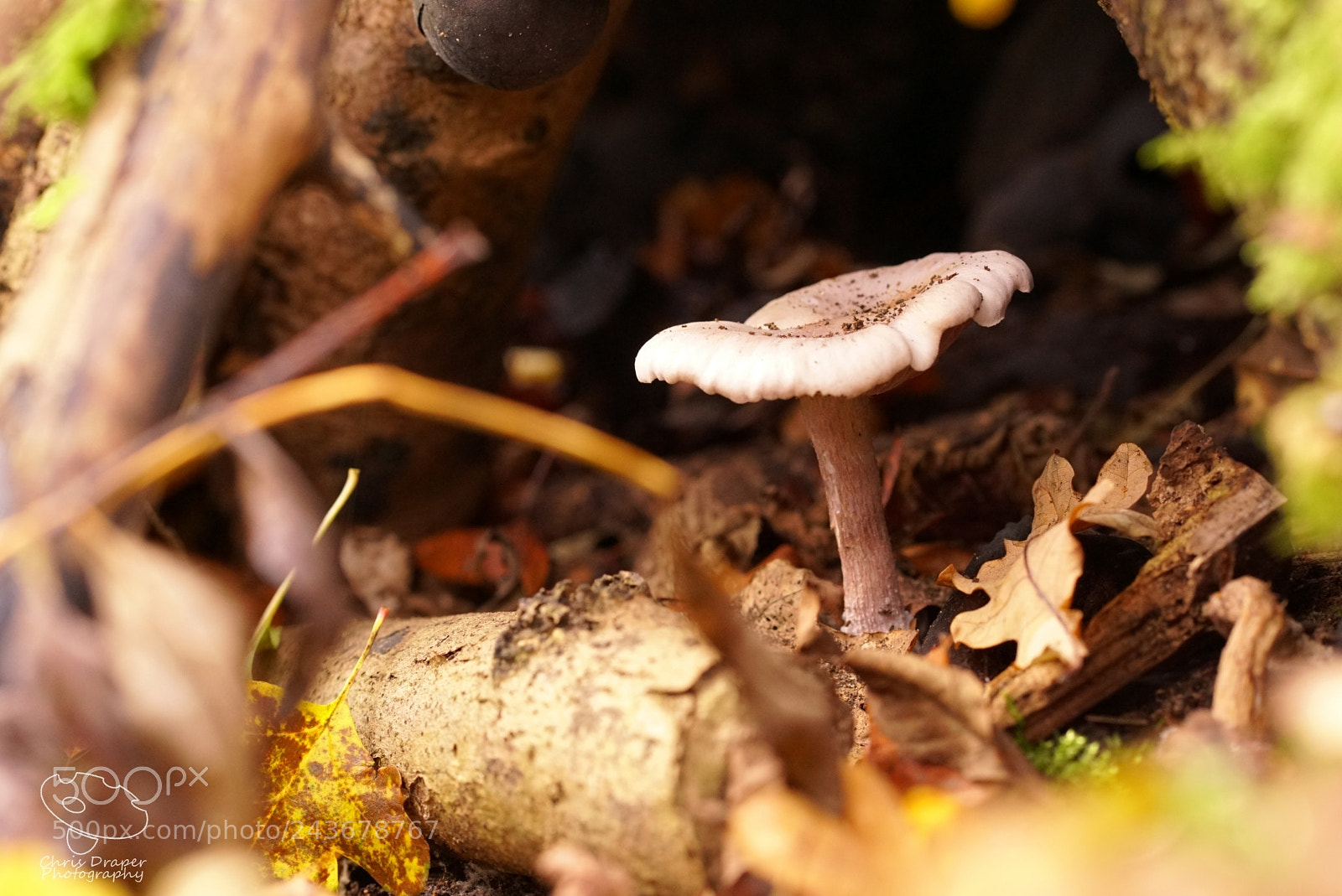 Sony ILCA-77M2 sample photo. Under a log photography