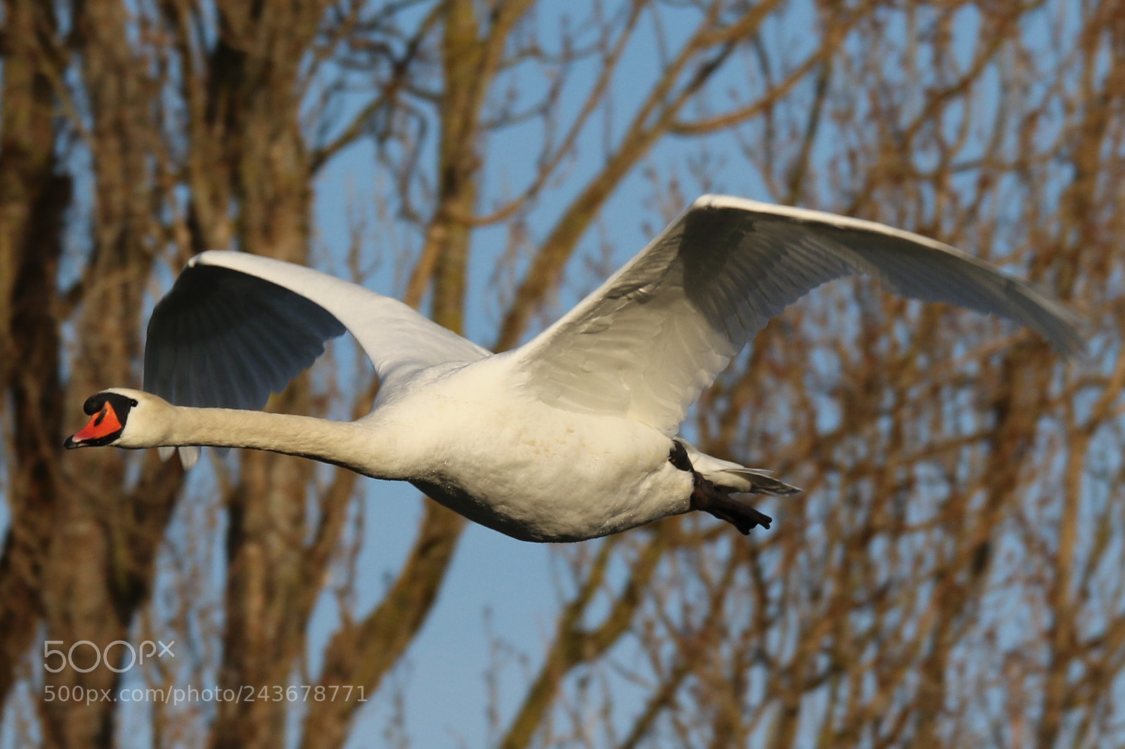 Canon EOS 7D Mark II sample photo. Untitled photography