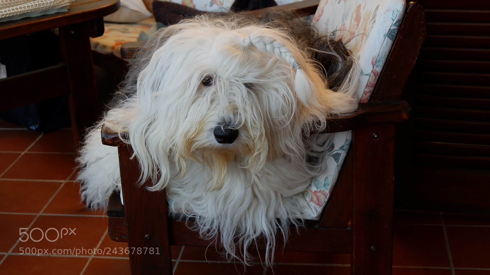 Fujifilm X-A10 sample photo. Maggie greets you photography