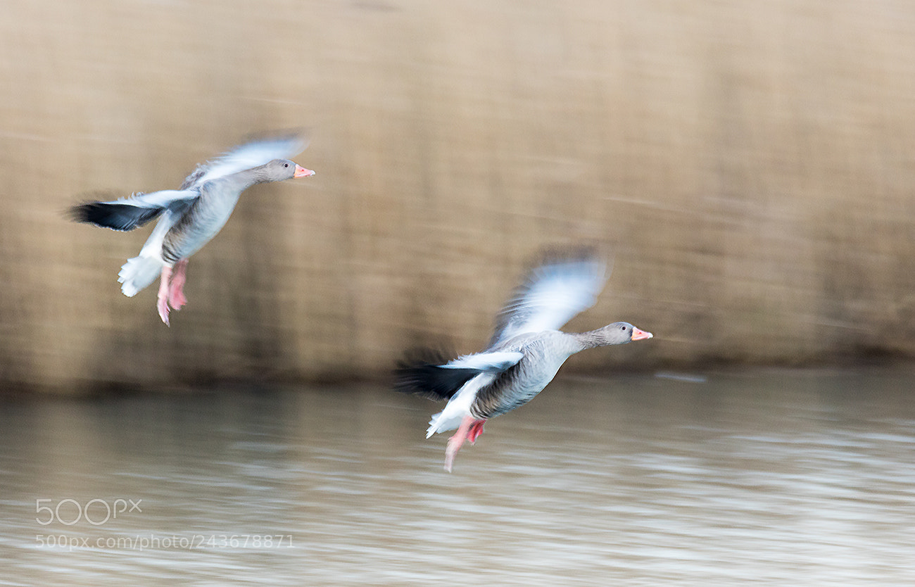 Canon EOS 7D Mark II sample photo. In motion photography