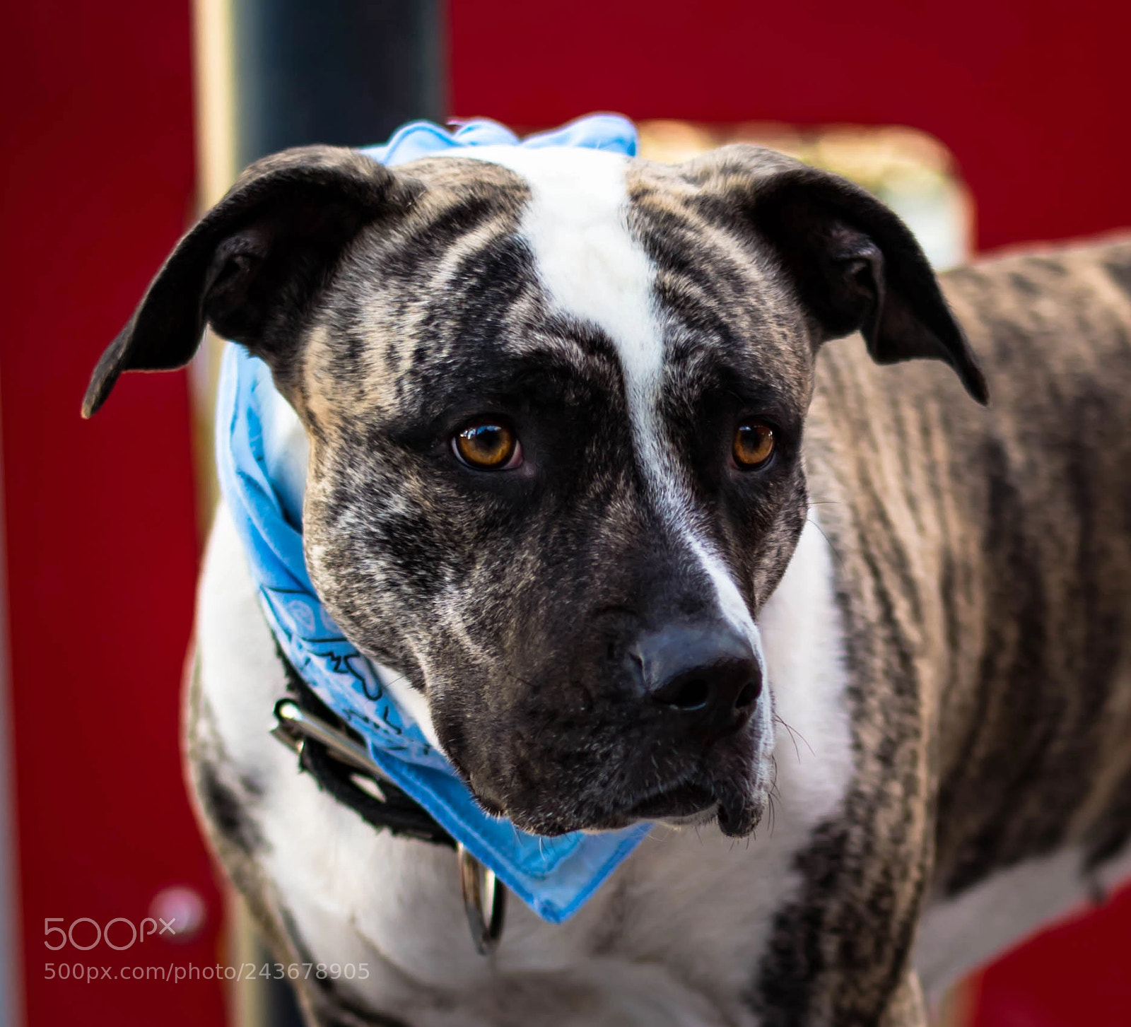Nikon D610 sample photo. Keira photography