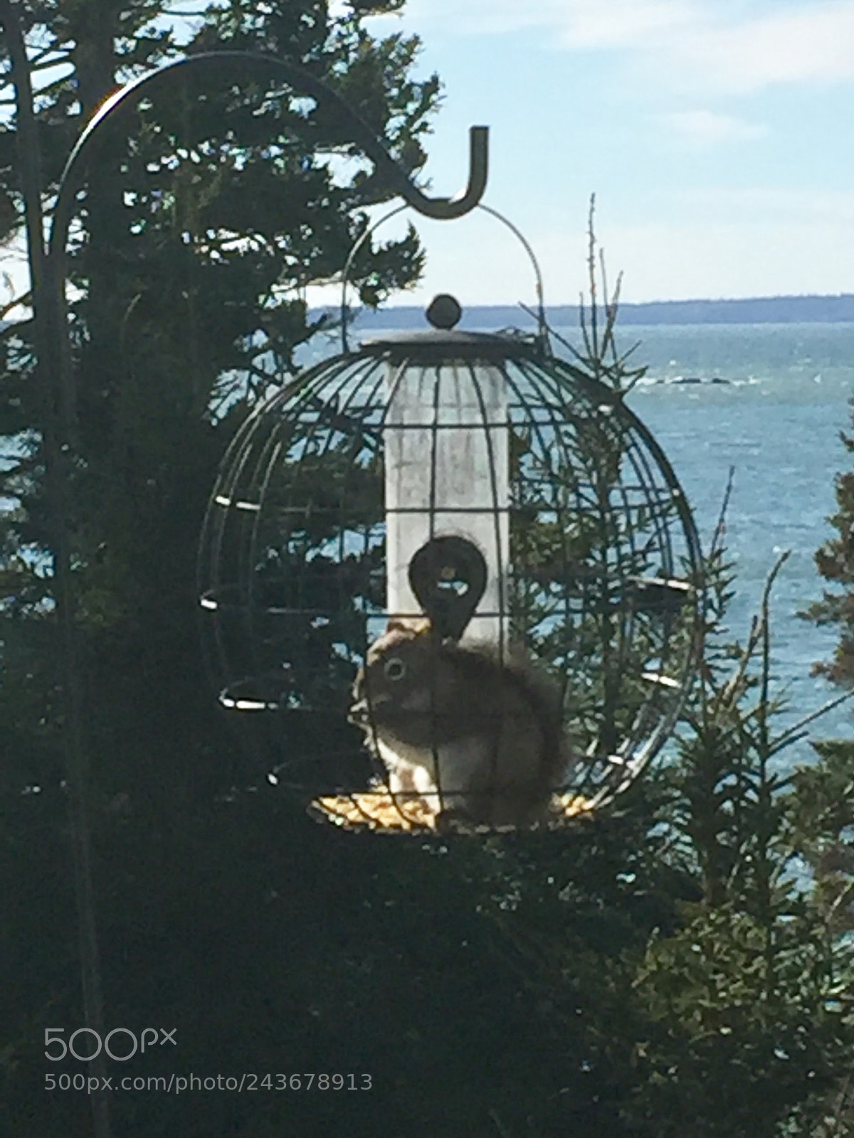 Apple iPhone 6 sample photo. Squirrel in cage photography