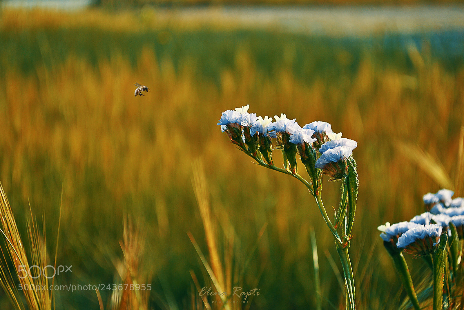 Nikon D3000 sample photo. In the fields....buzzing around photography