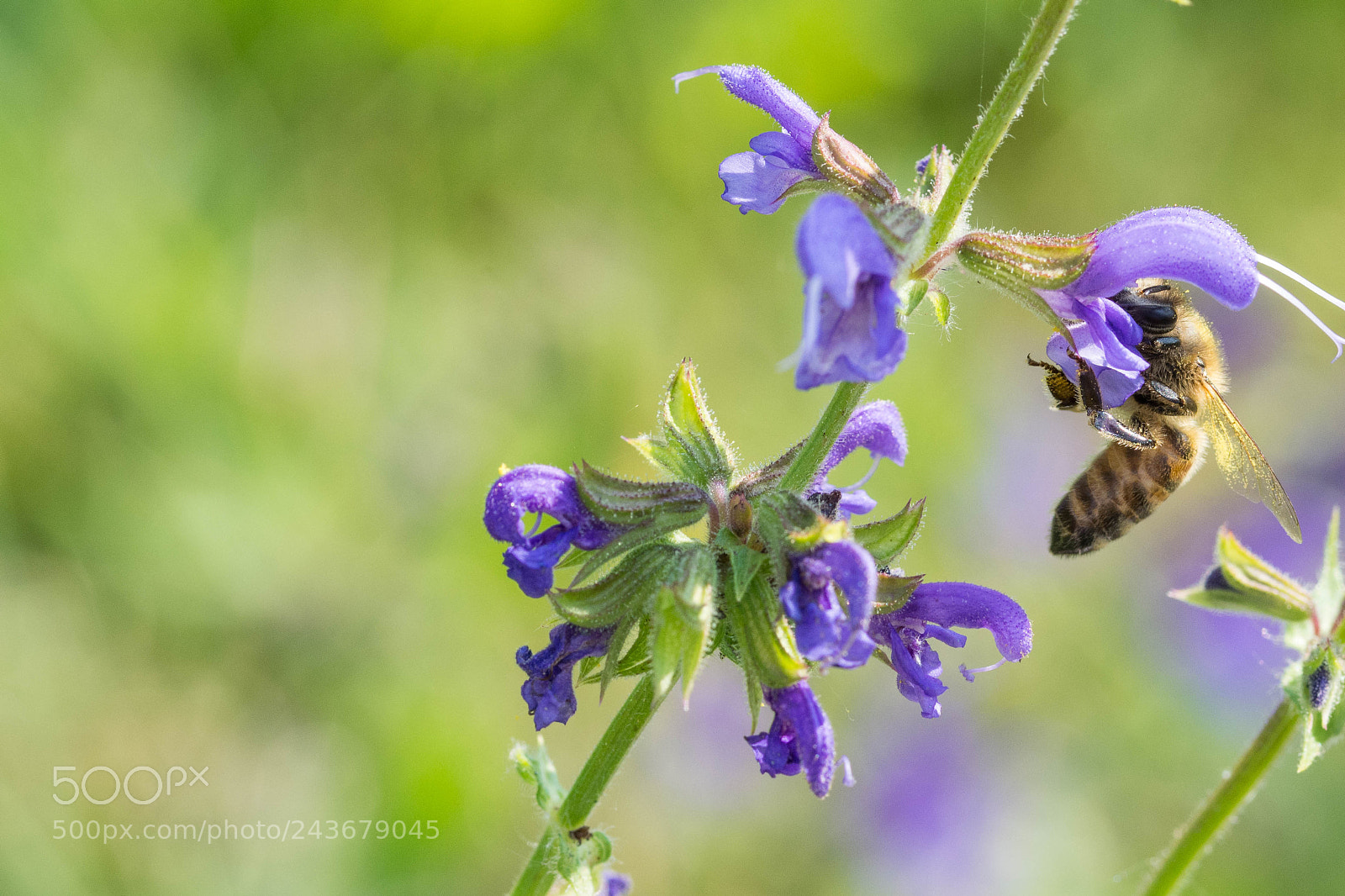 Nikon D7200 sample photo. Bee photography