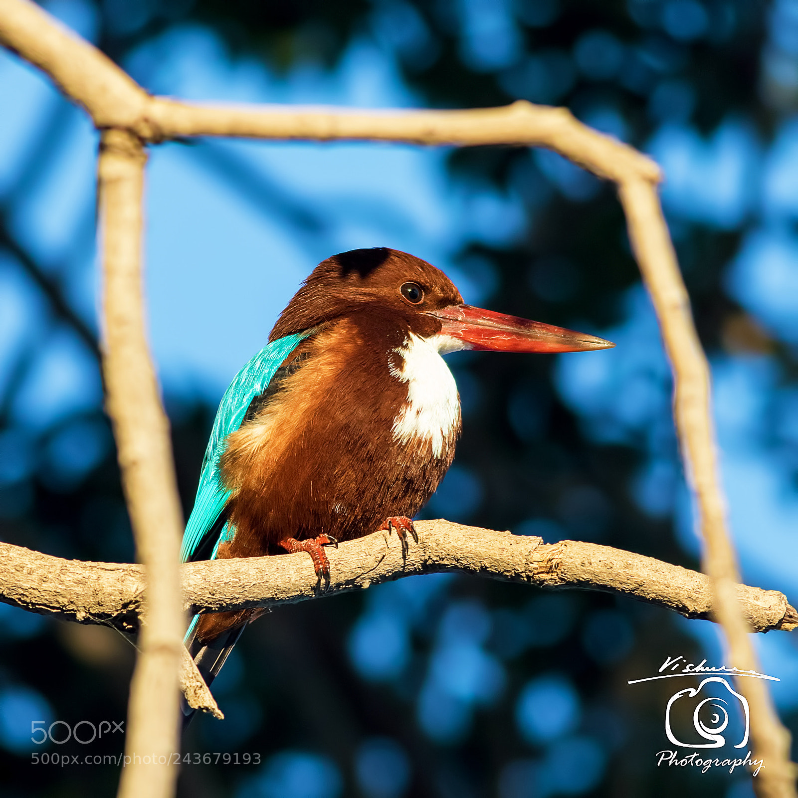 Canon EOS 7D Mark II sample photo. Nature's frame white throated photography