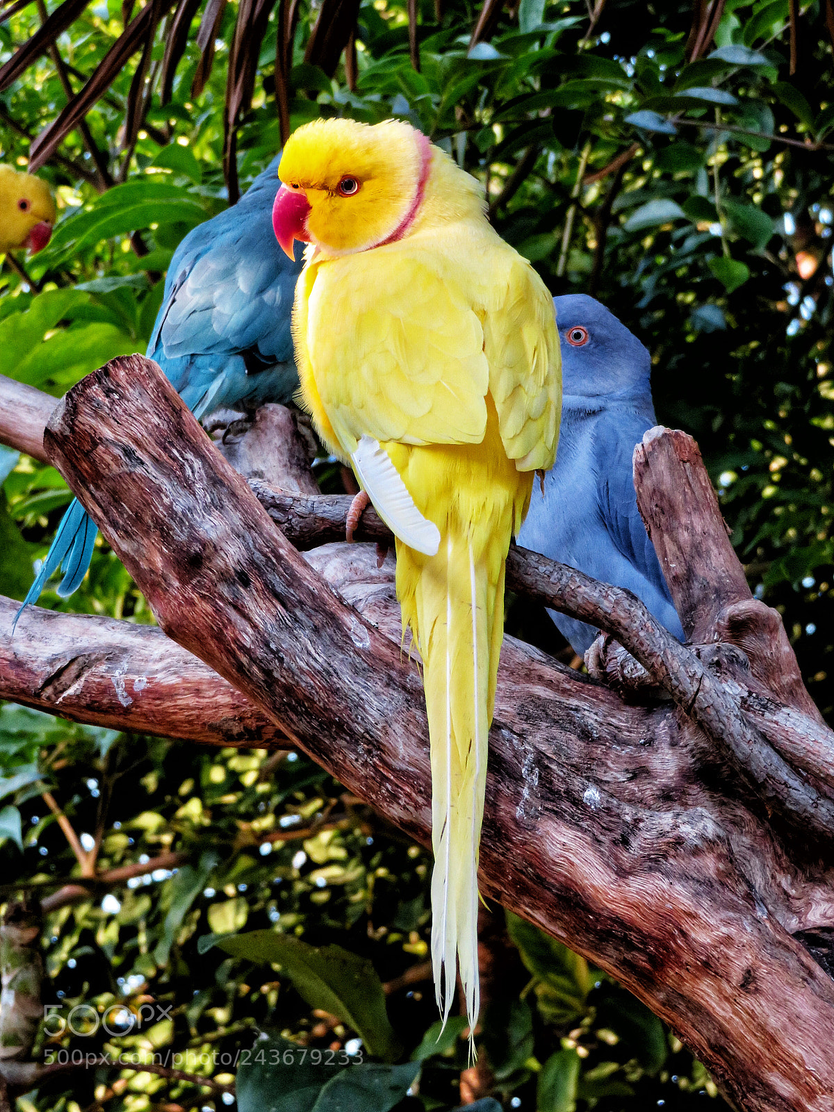 Canon PowerShot SX720 HS sample photo. Yellow indian ringneck parakeet photography