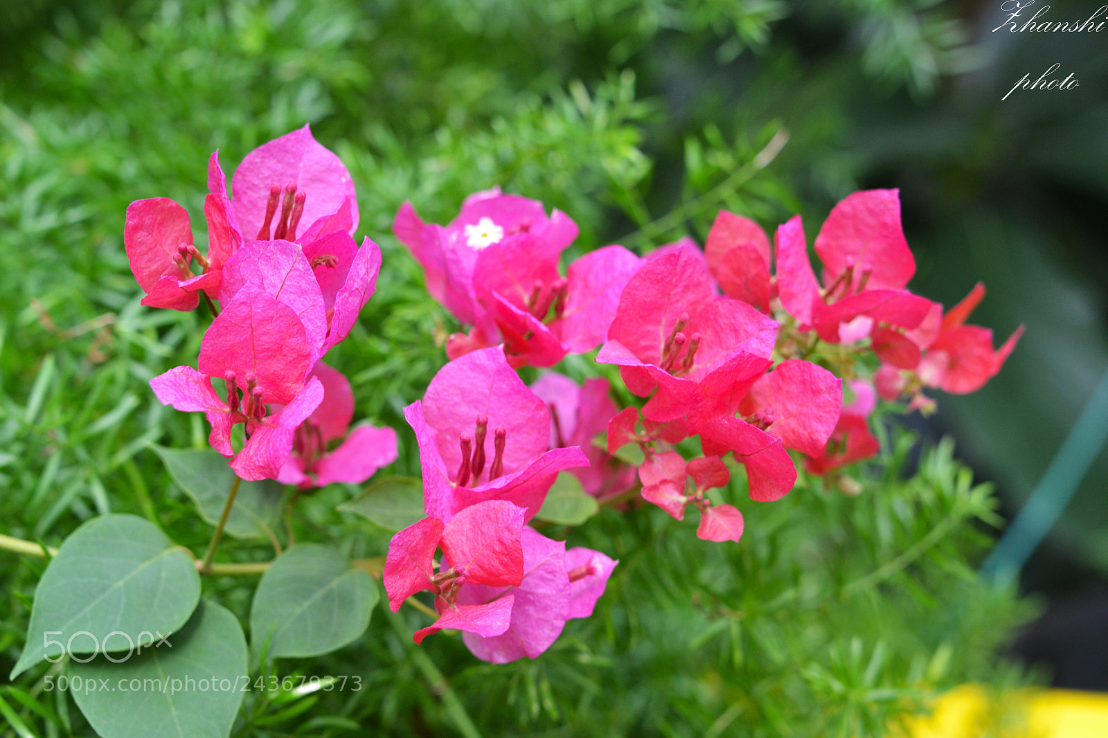 Nikon D3100 sample photo. Flowers photography