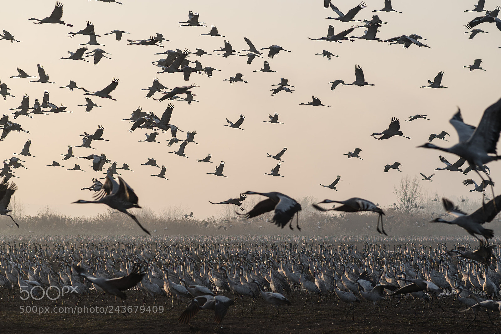 Sony a99 II sample photo. Cranes at dusk photography