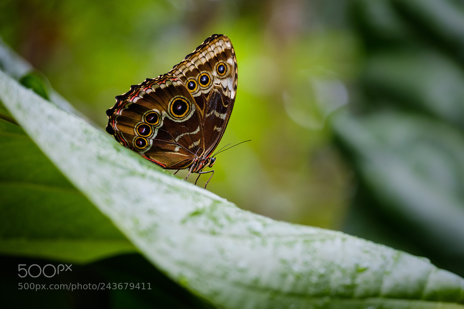 Fujifilm X-Pro2 sample photo. Butterfly on a leaf photography