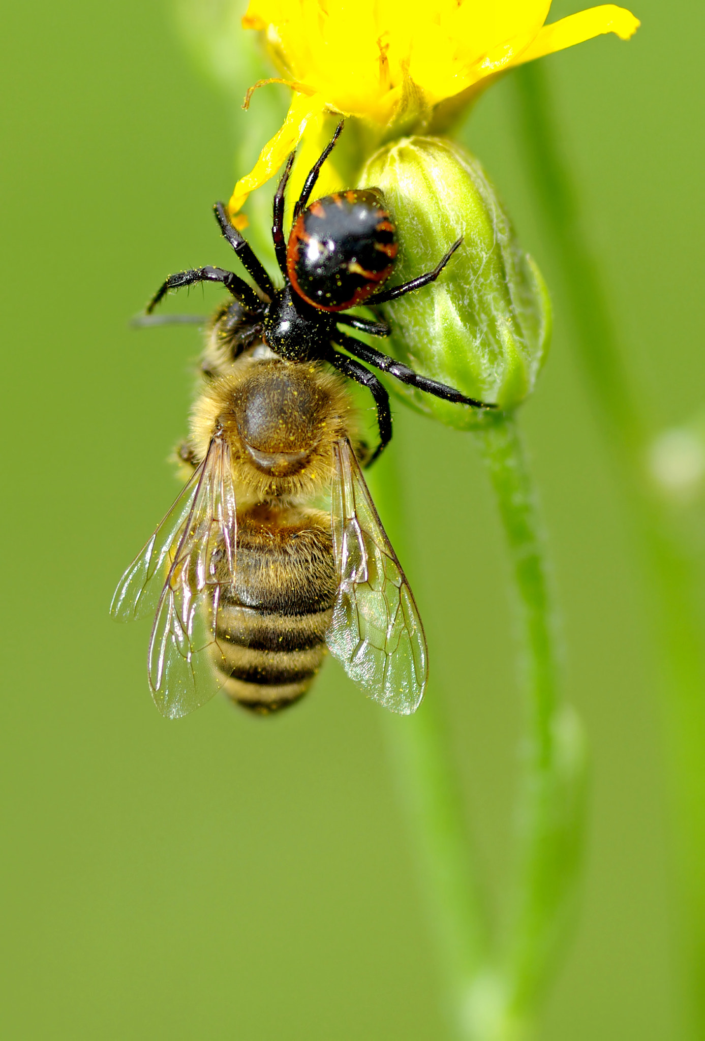 Pentax K10D sample photo. Killer in nature photography