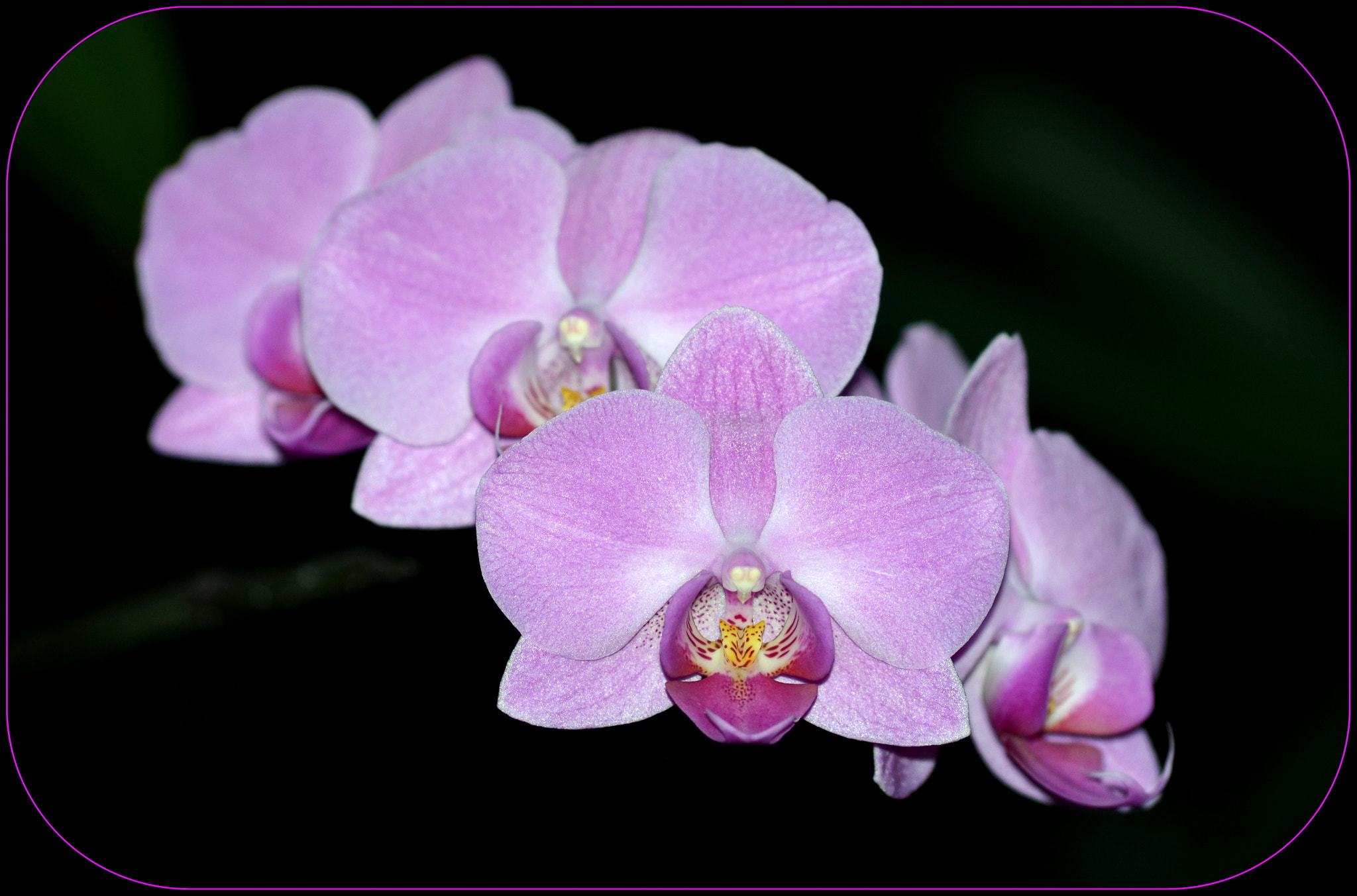 Sigma 70-300mm F4-5.6 APO DG Macro sample photo. Flowers photography