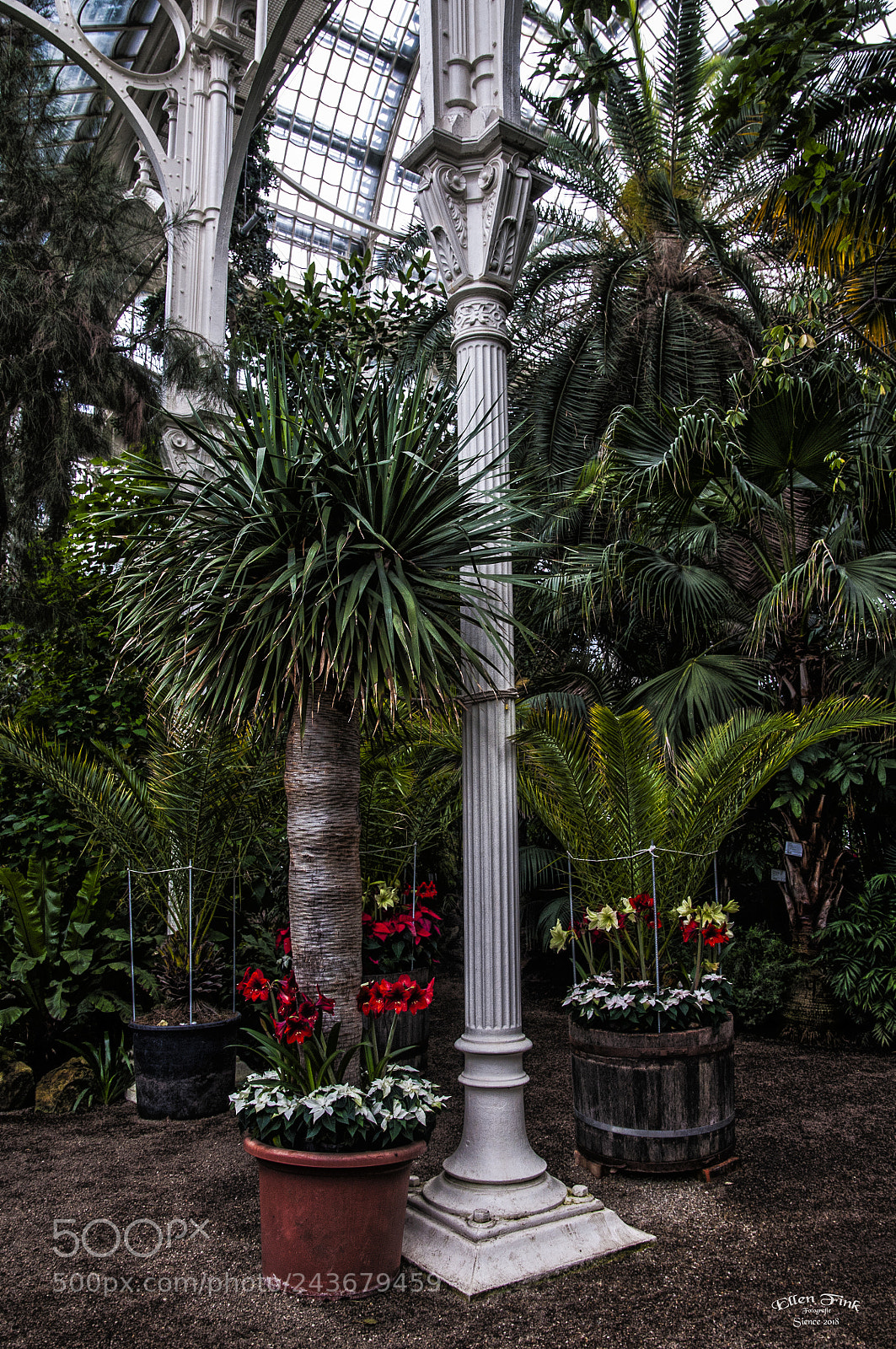 Nikon D90 sample photo. Palmengarten photography