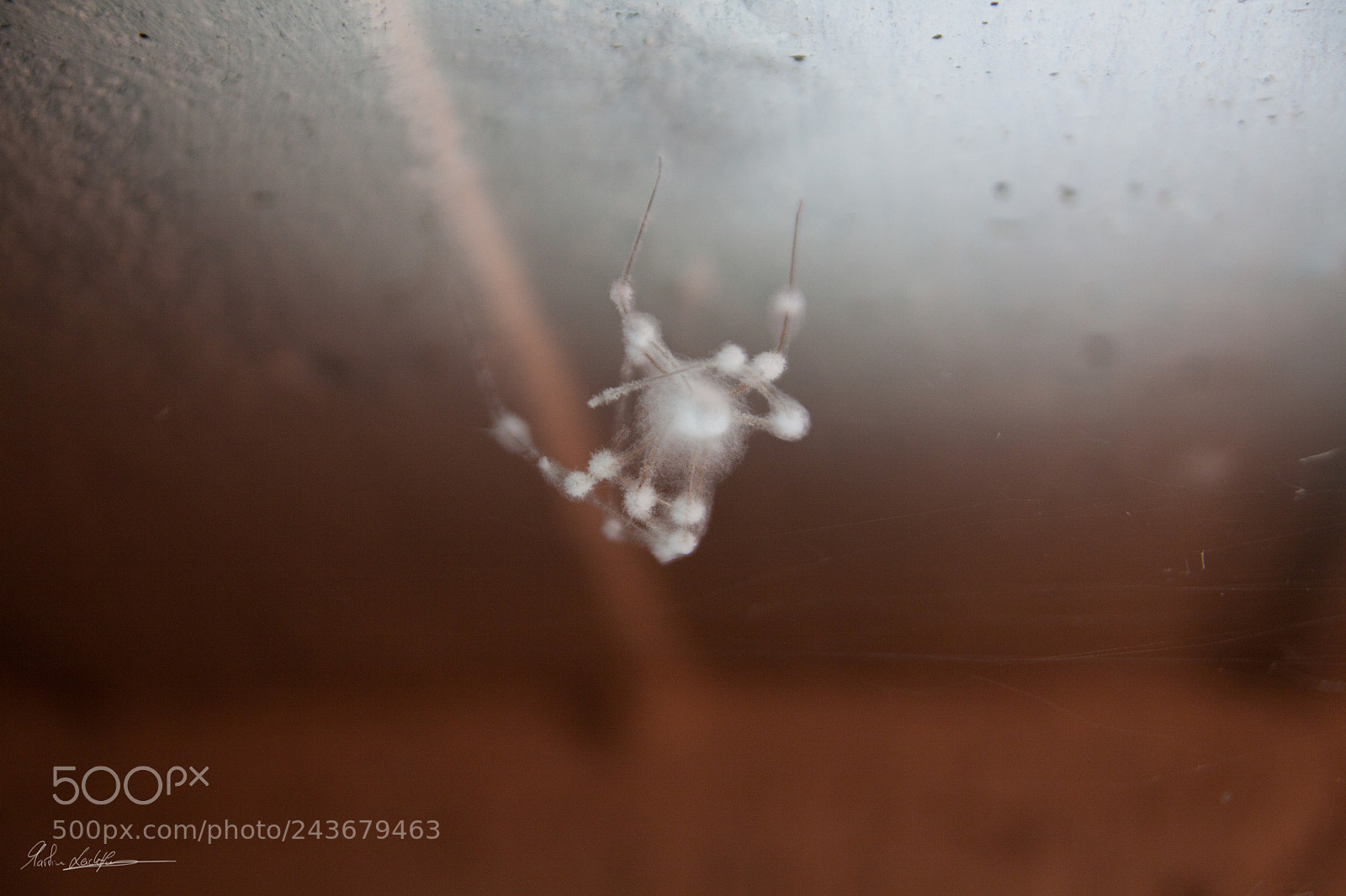 Canon EOS 50D sample photo. Fluffy spider photography
