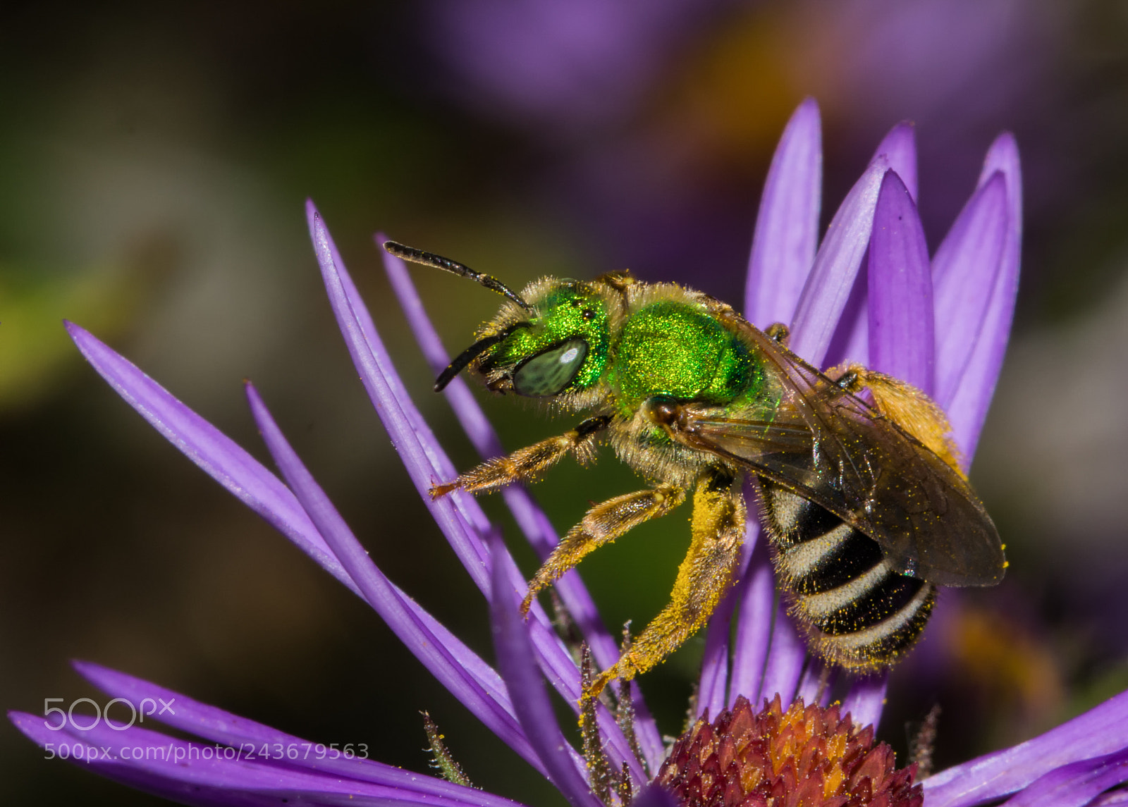 Nikon D7200 sample photo. Metallic green bee on photography