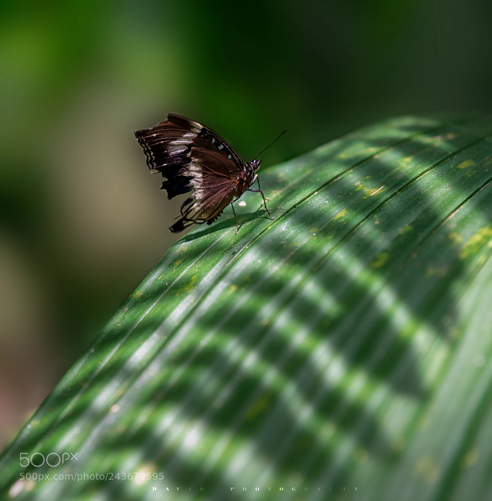 Nikon D810 sample photo. Untitled photography