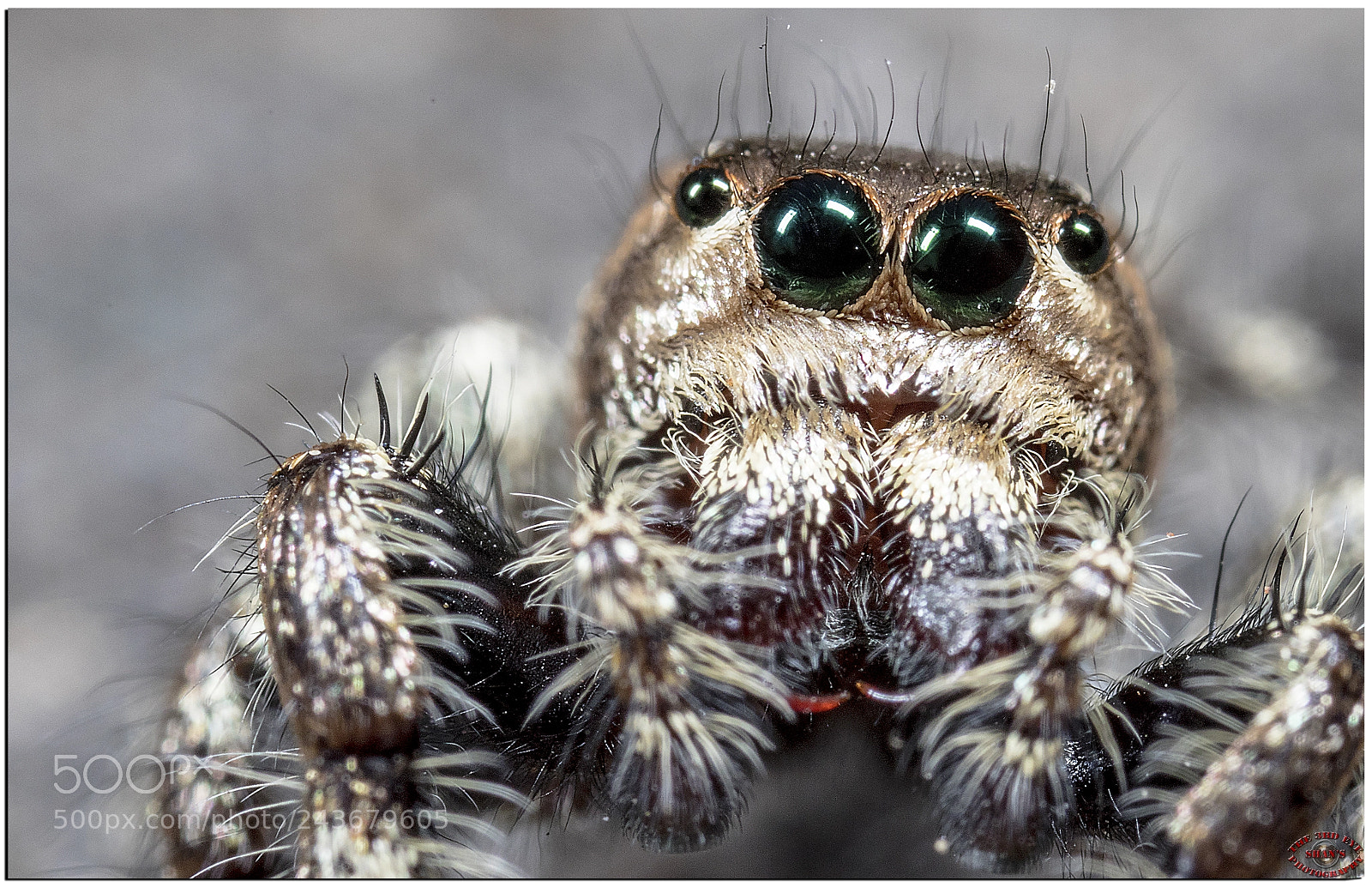 Canon EOS 7D Mark II sample photo. Super macro jumping spider photography
