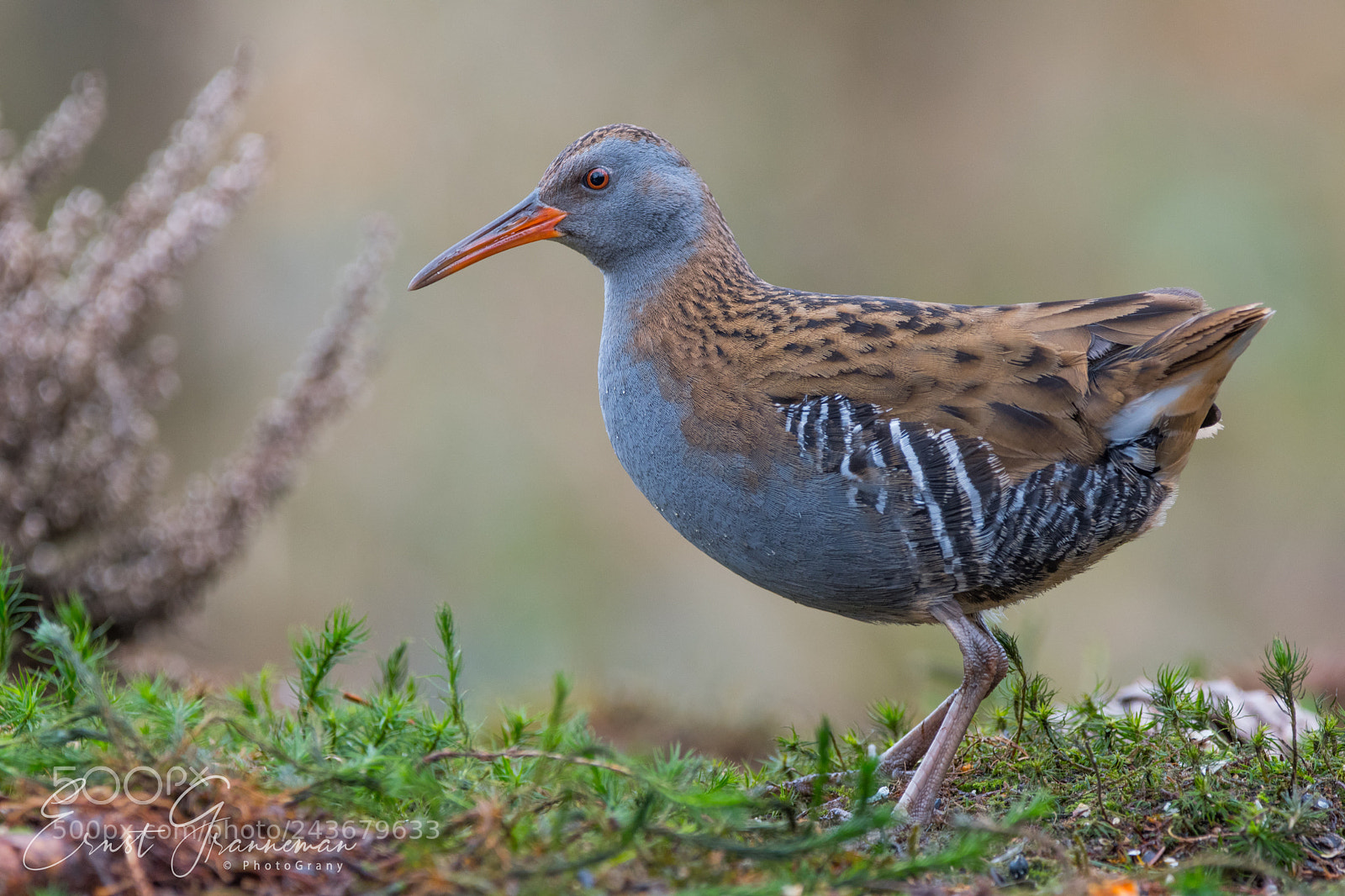 Nikon D500 sample photo. Water rail photography