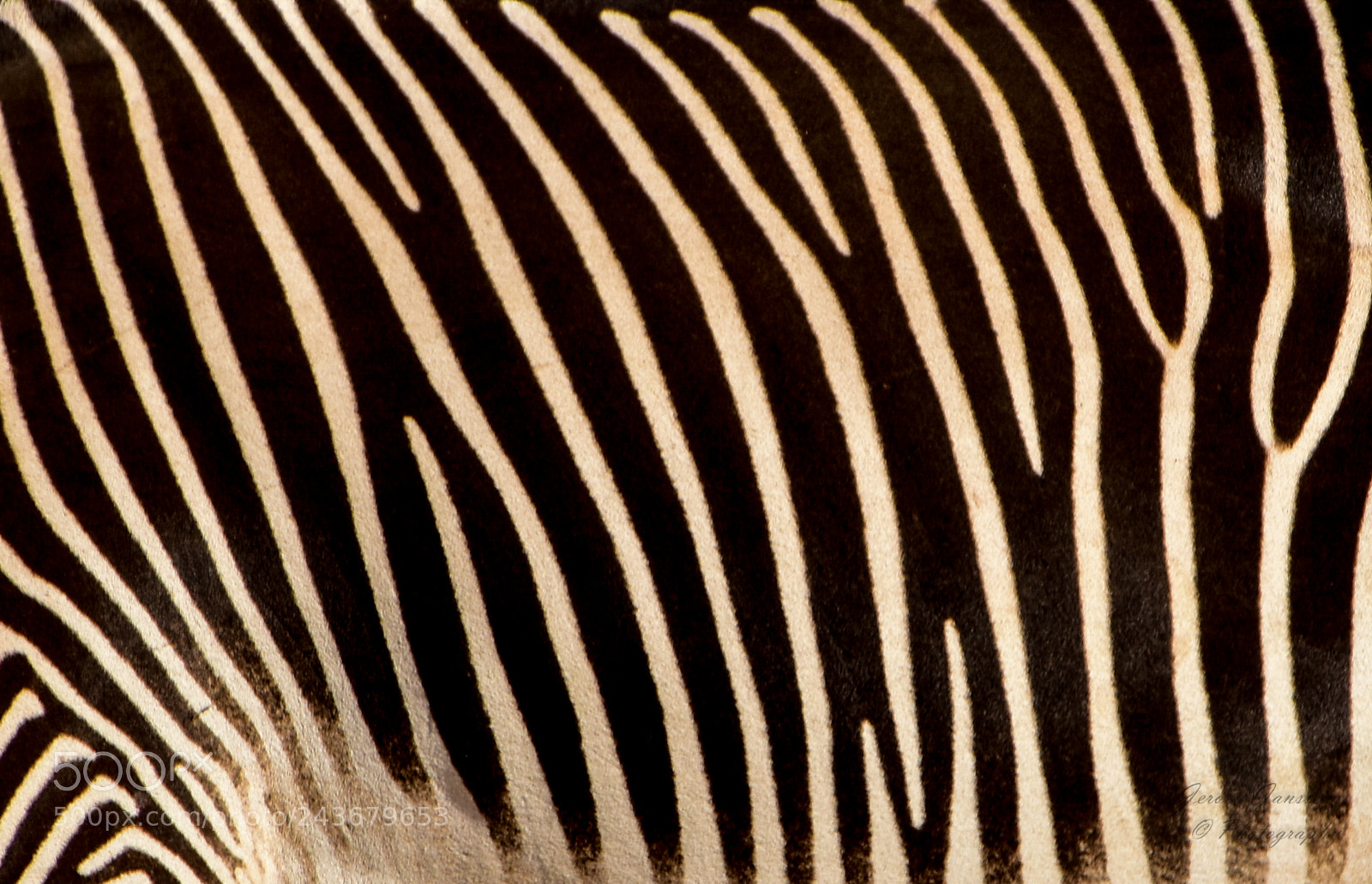 Nikon D5600 sample photo. Zebra stripes photography